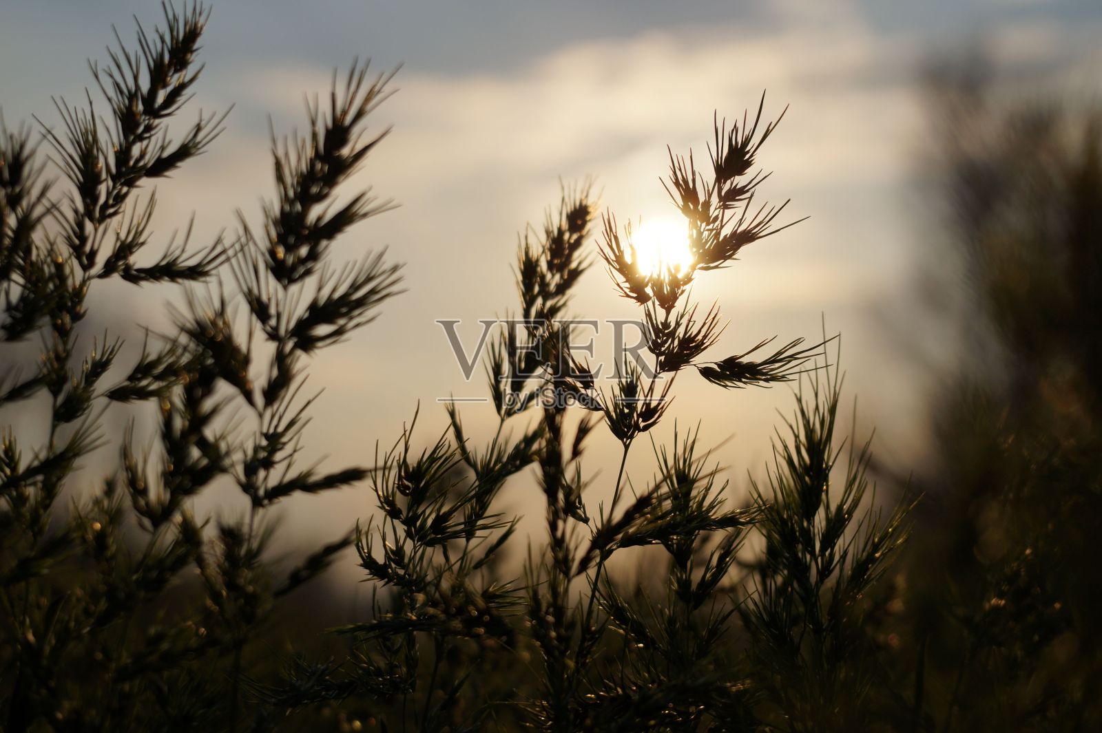 阳光照在田野里一些高大的草和树后面照片摄影图片