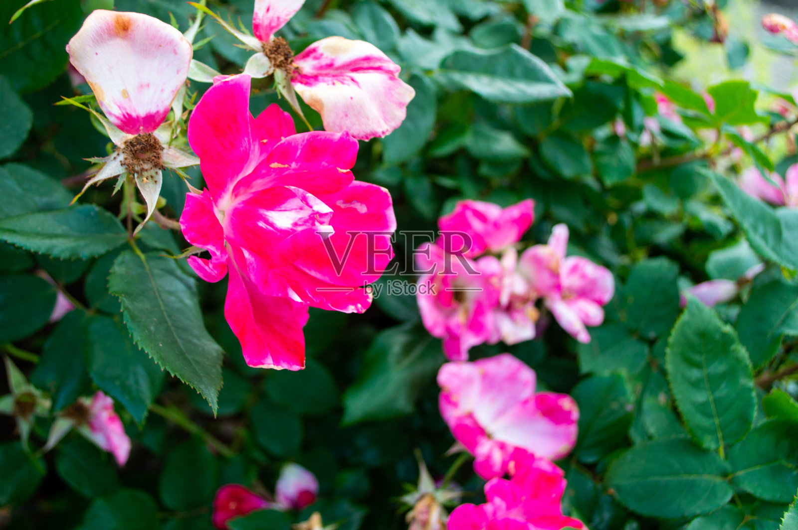 花照片摄影图片