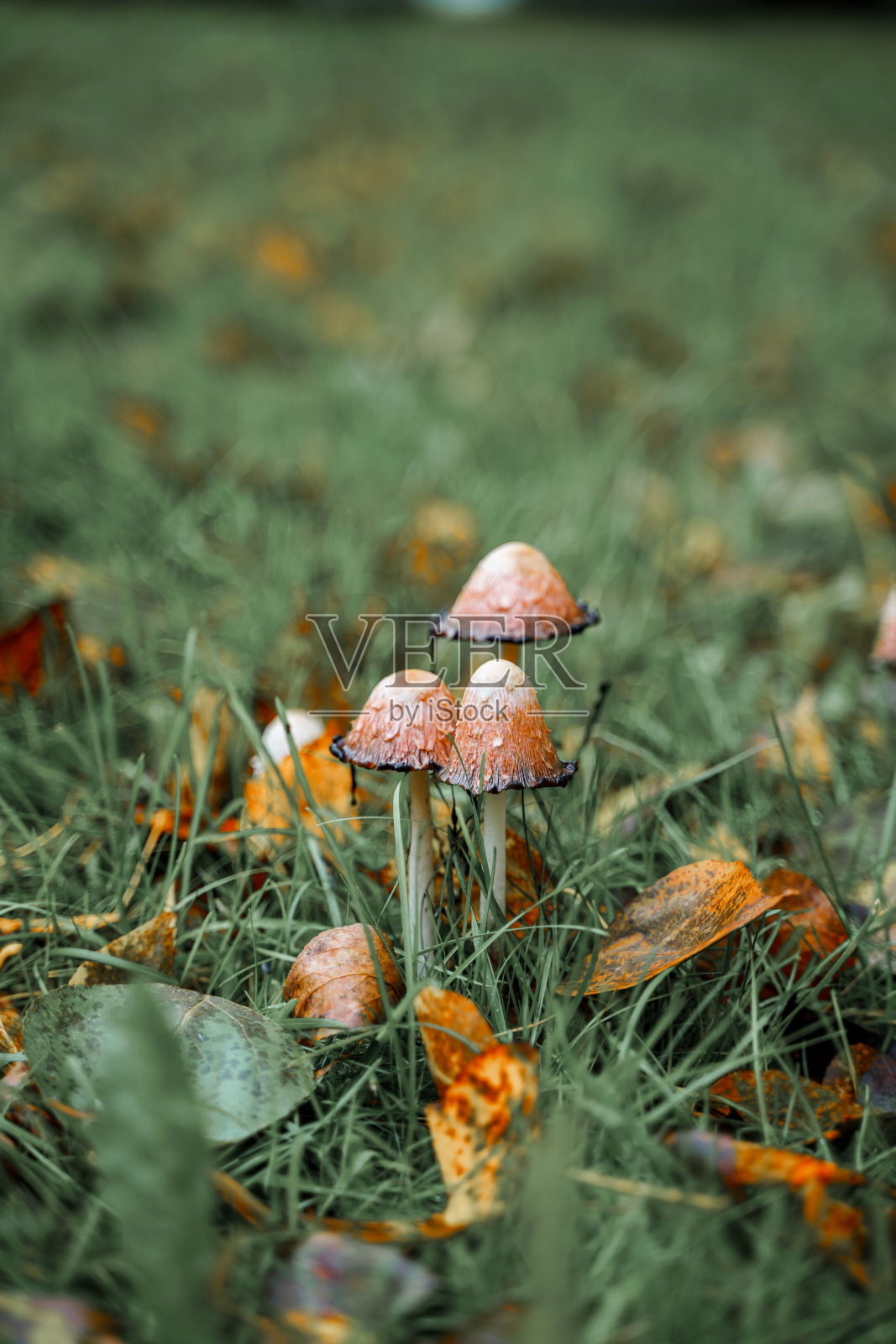 美丽的秋林里的蘑菇长着叶子。森林里的秋天。在美丽的森林里进行生态旅游。照片摄影图片