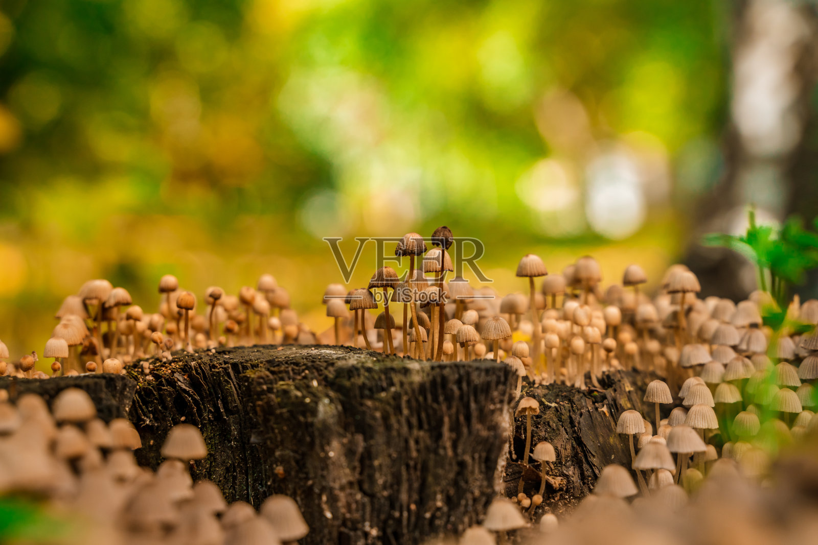 美丽的秋林里的蘑菇长着叶子。森林里的秋天。在美丽的森林里进行生态旅游。照片摄影图片