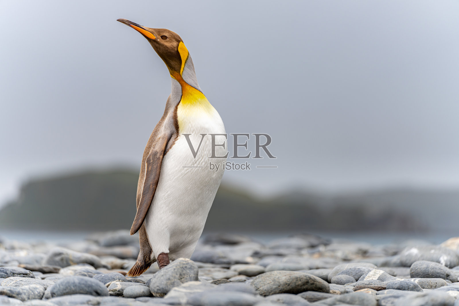 罕见的景象:南乔治亚岛浅棕色的王企鹅。一种基因突变导致了不寻常的棕色羽毛颜色。照片摄影图片