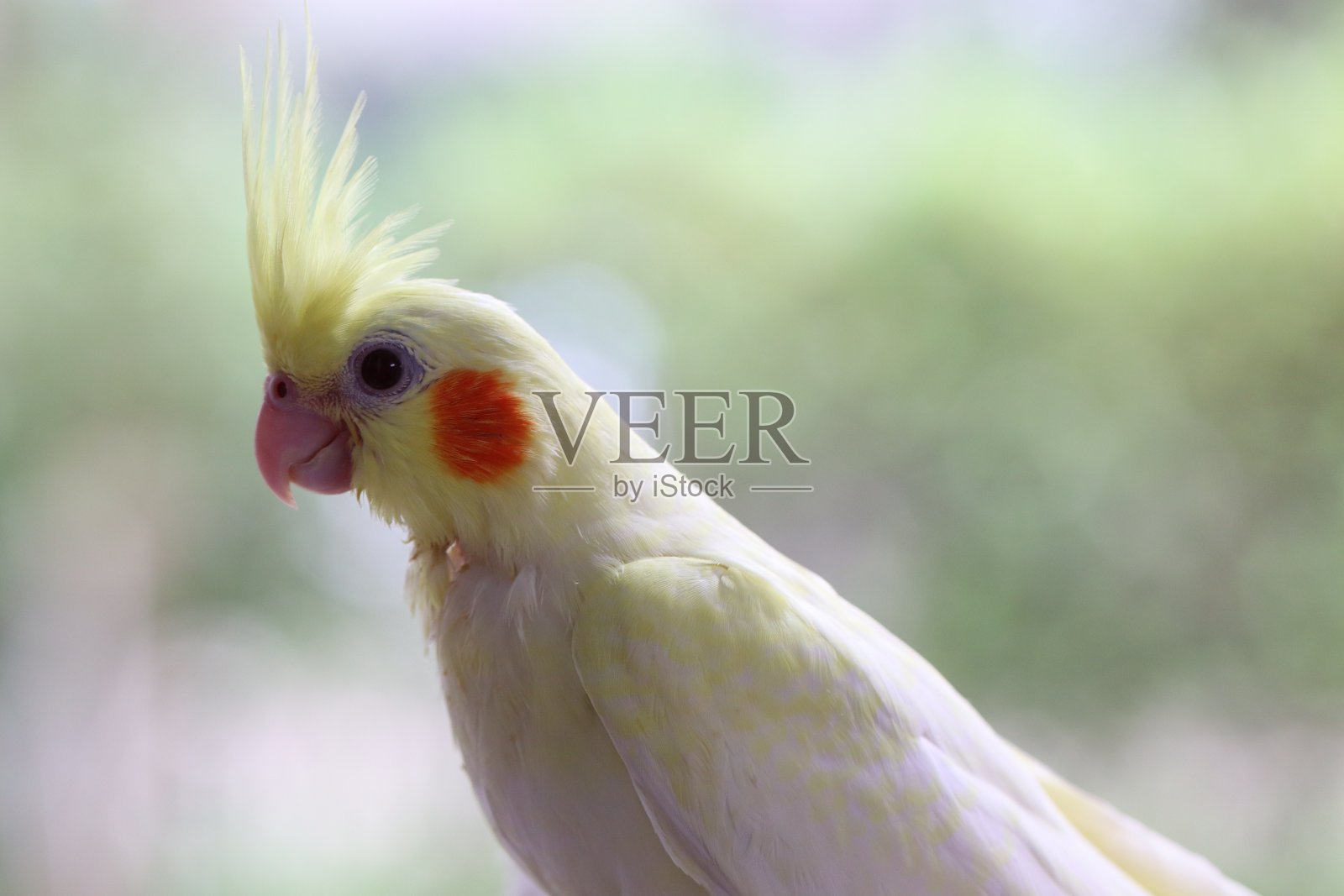 我的宠物，鹦鹉鲁蒂诺，好奇地看着相机在一个模糊的背景照片摄影图片