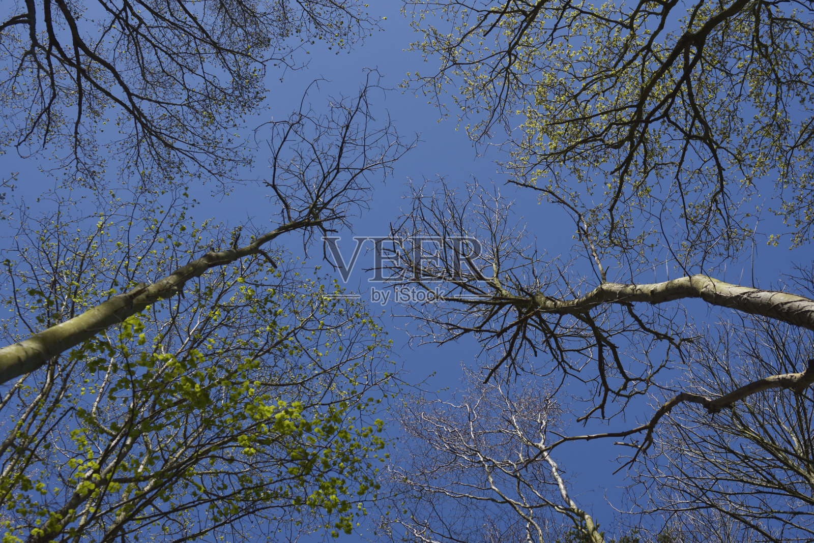 公园的植被照片摄影图片