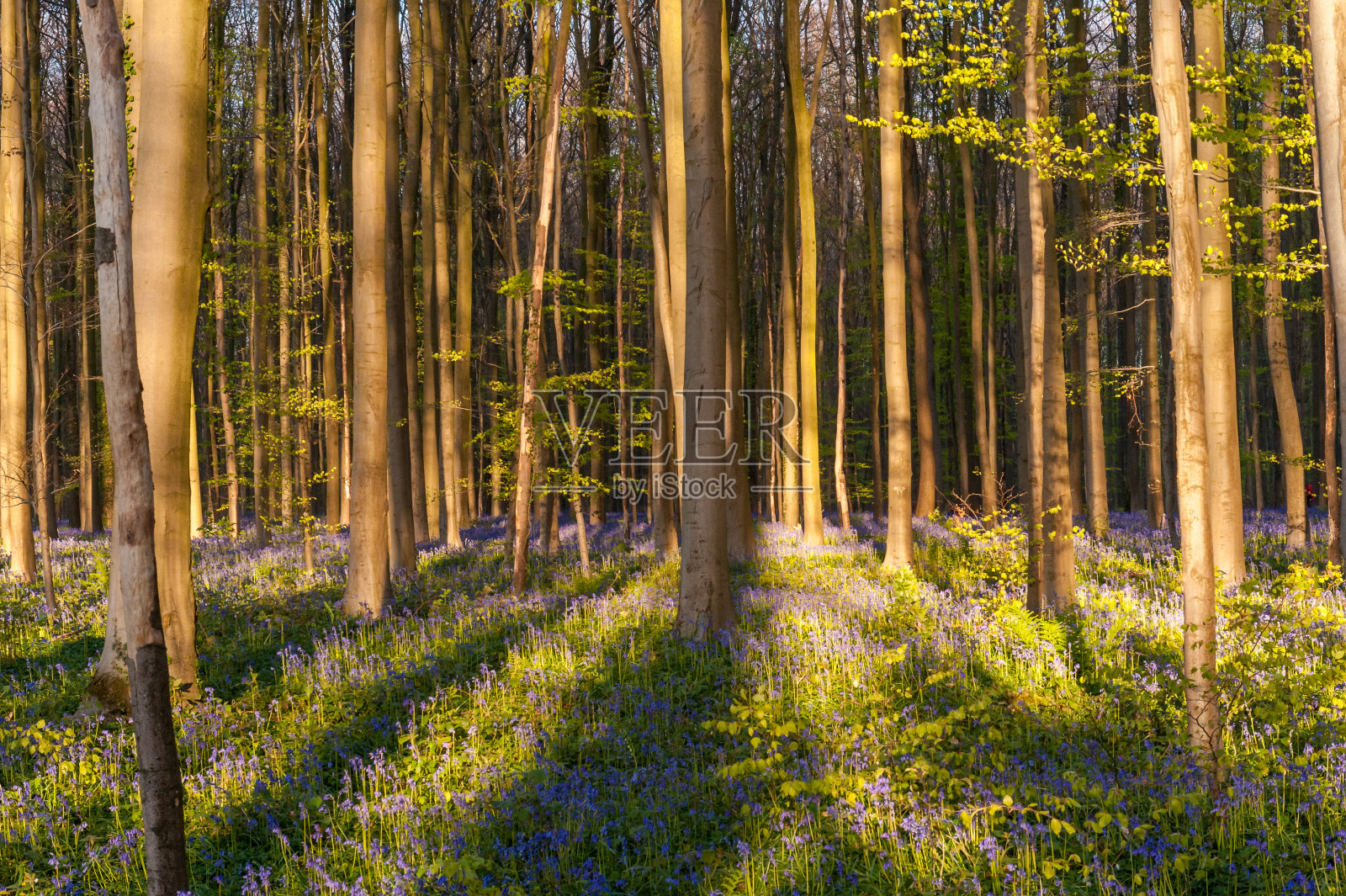 日出照亮风信子照片摄影图片