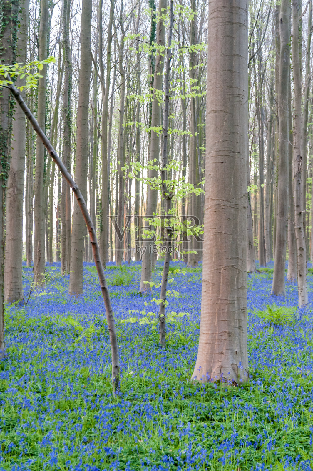 日出照亮风信子照片摄影图片