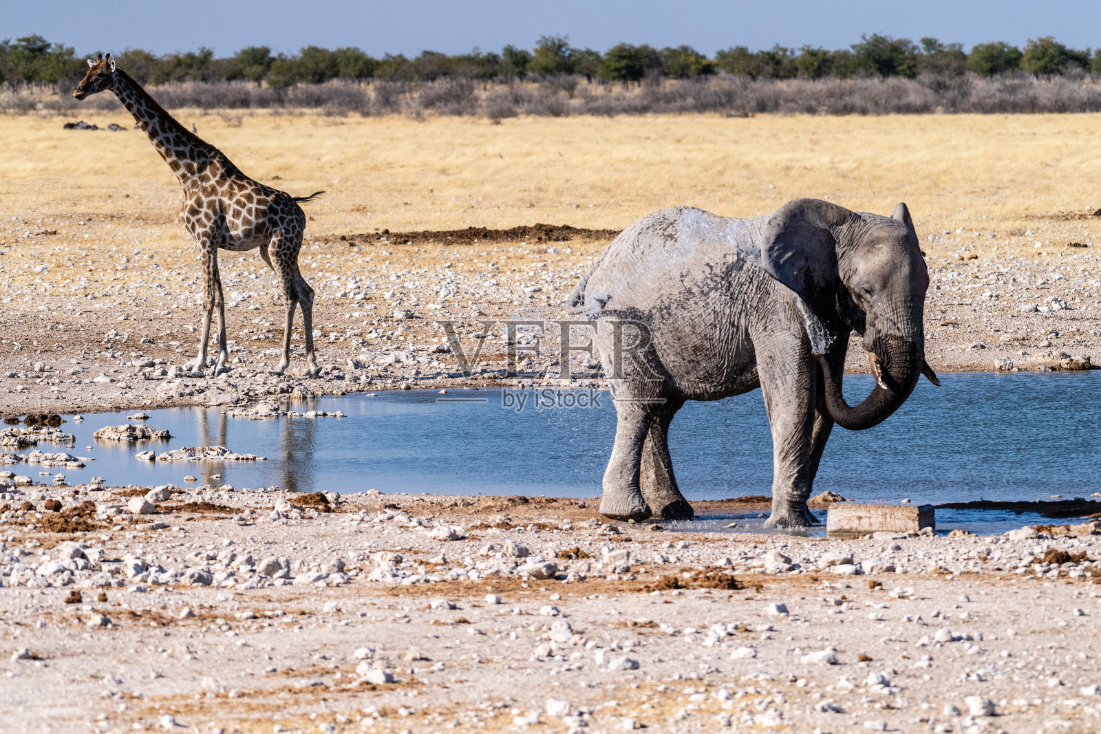 非洲象在水坑边喝水照片摄影图片