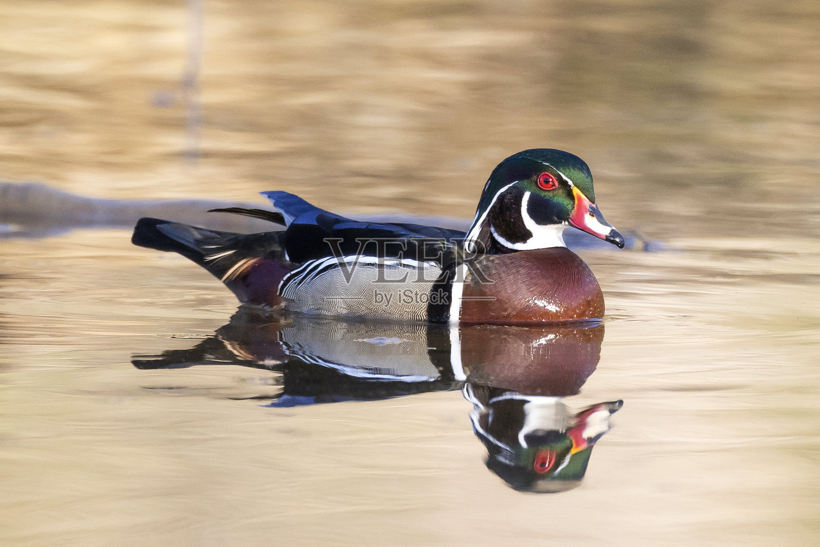 木鸭子照片摄影图片