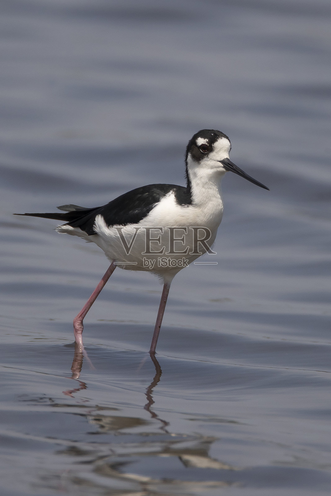 黑颈高跷照片摄影图片