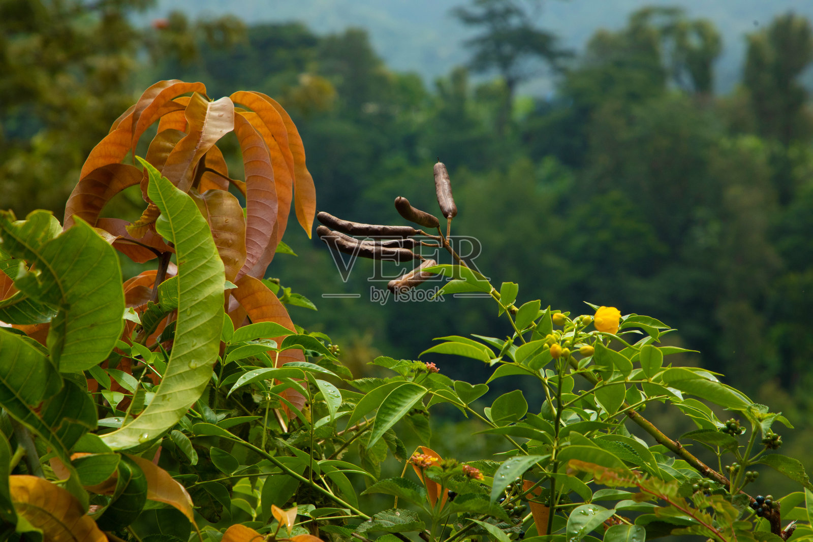 贾托巴(棉蝇属)。枝头结满果实的雅托巴树照片摄影图片