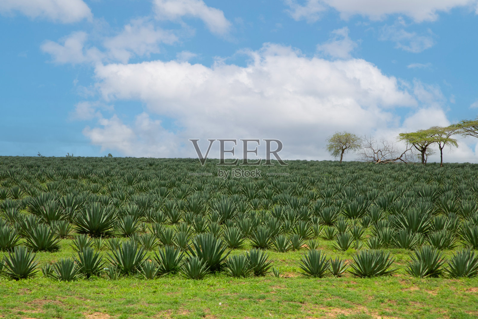 非洲绿色菠萝田的景色。照片摄影图片