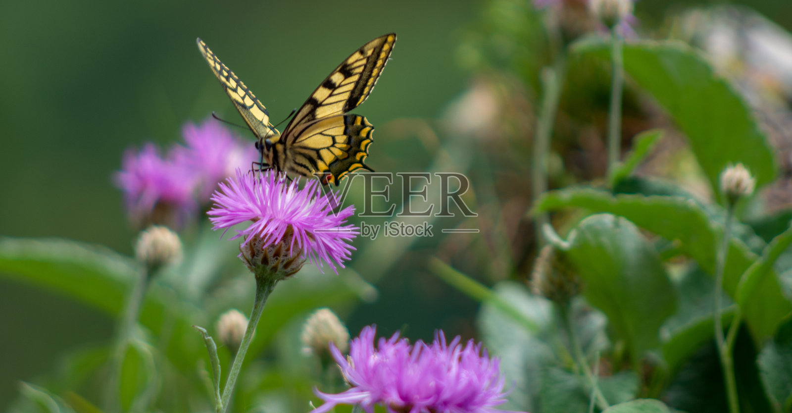 蝴蝶馆的景色照片摄影图片