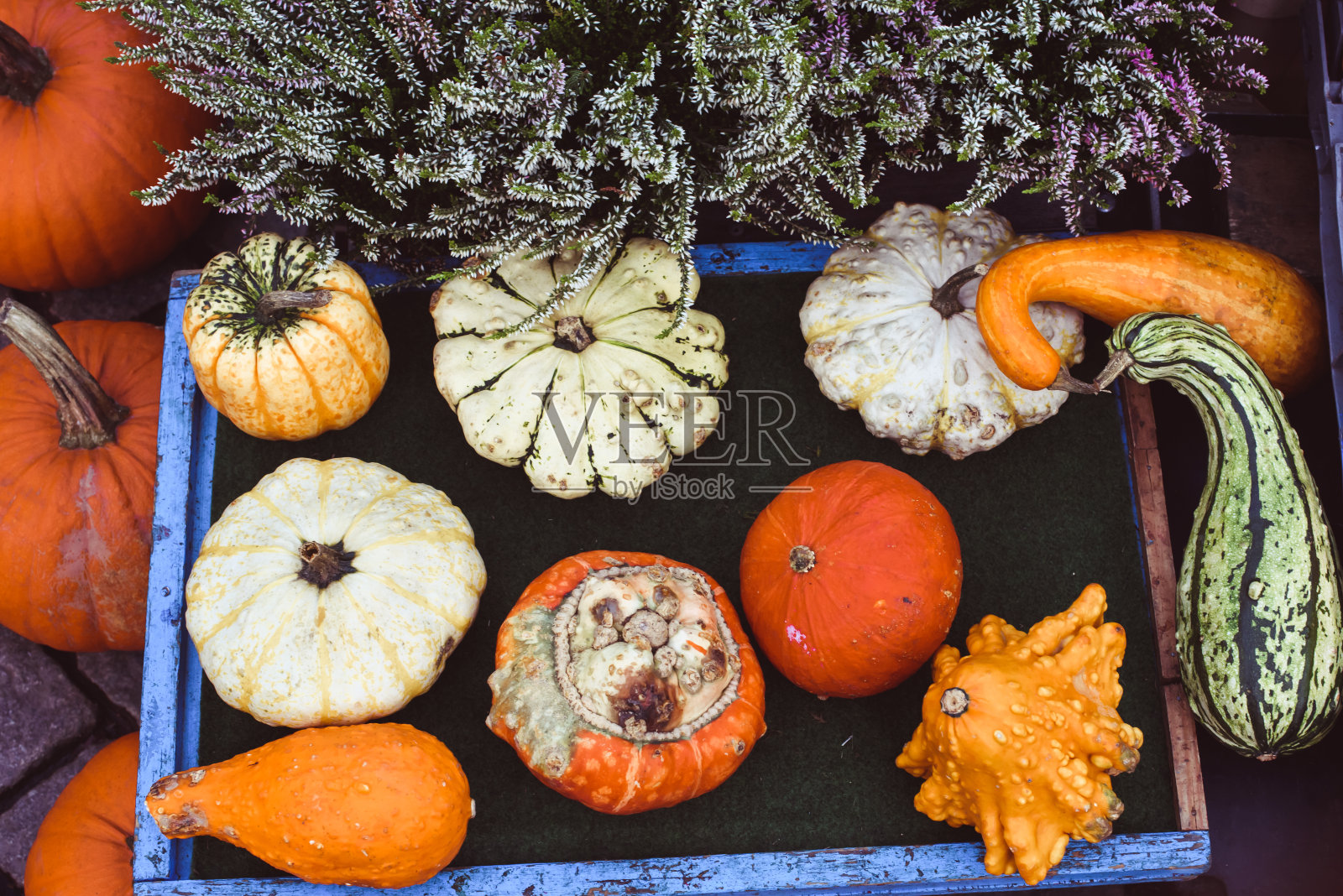 南瓜照片摄影图片