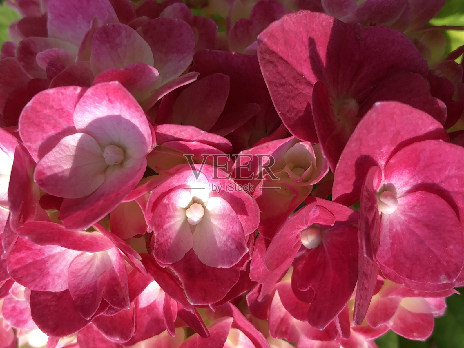 粉色绣球花特写照片摄影图片