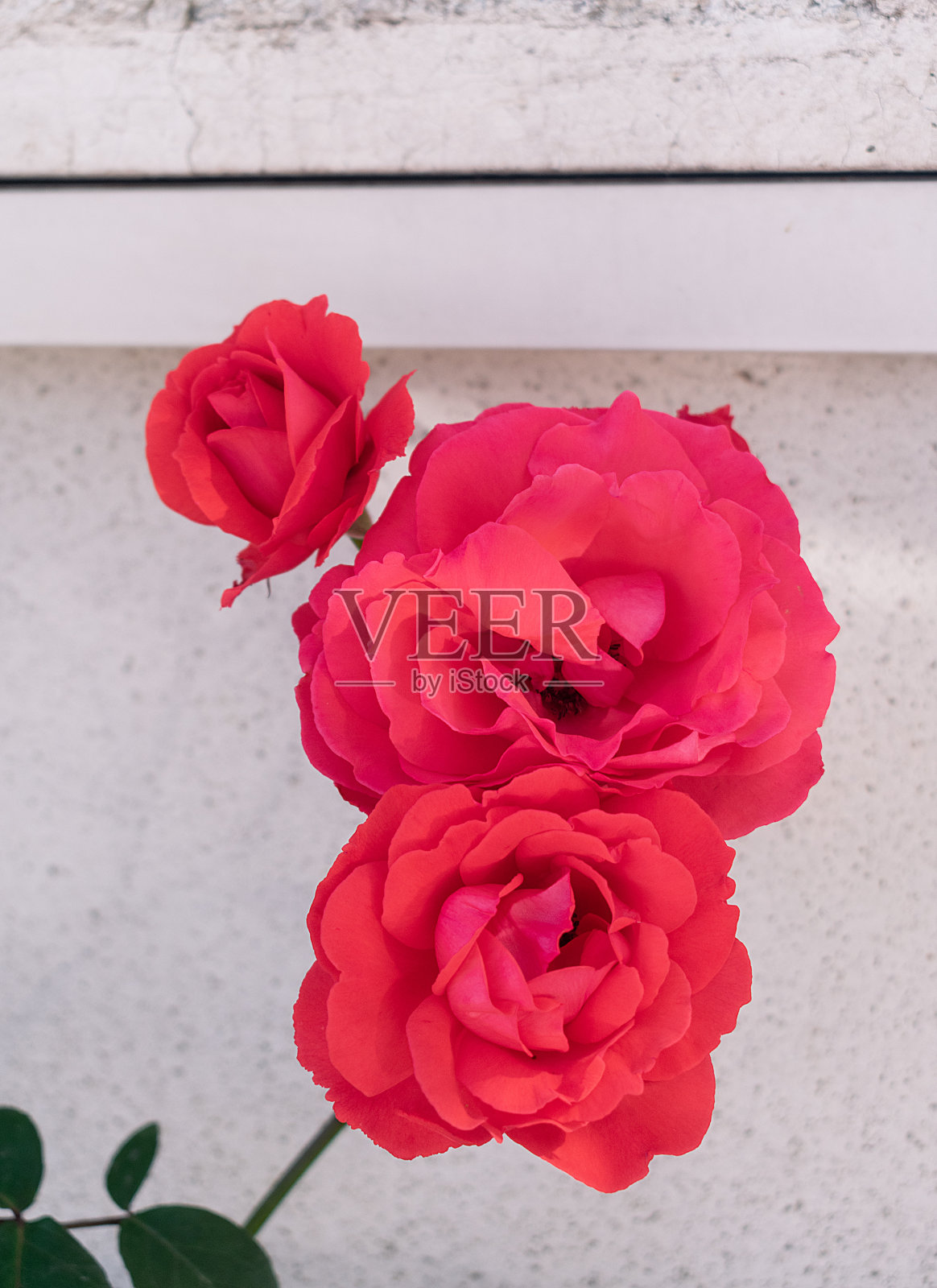 花园里有三朵大红玫瑰。照片摄影图片