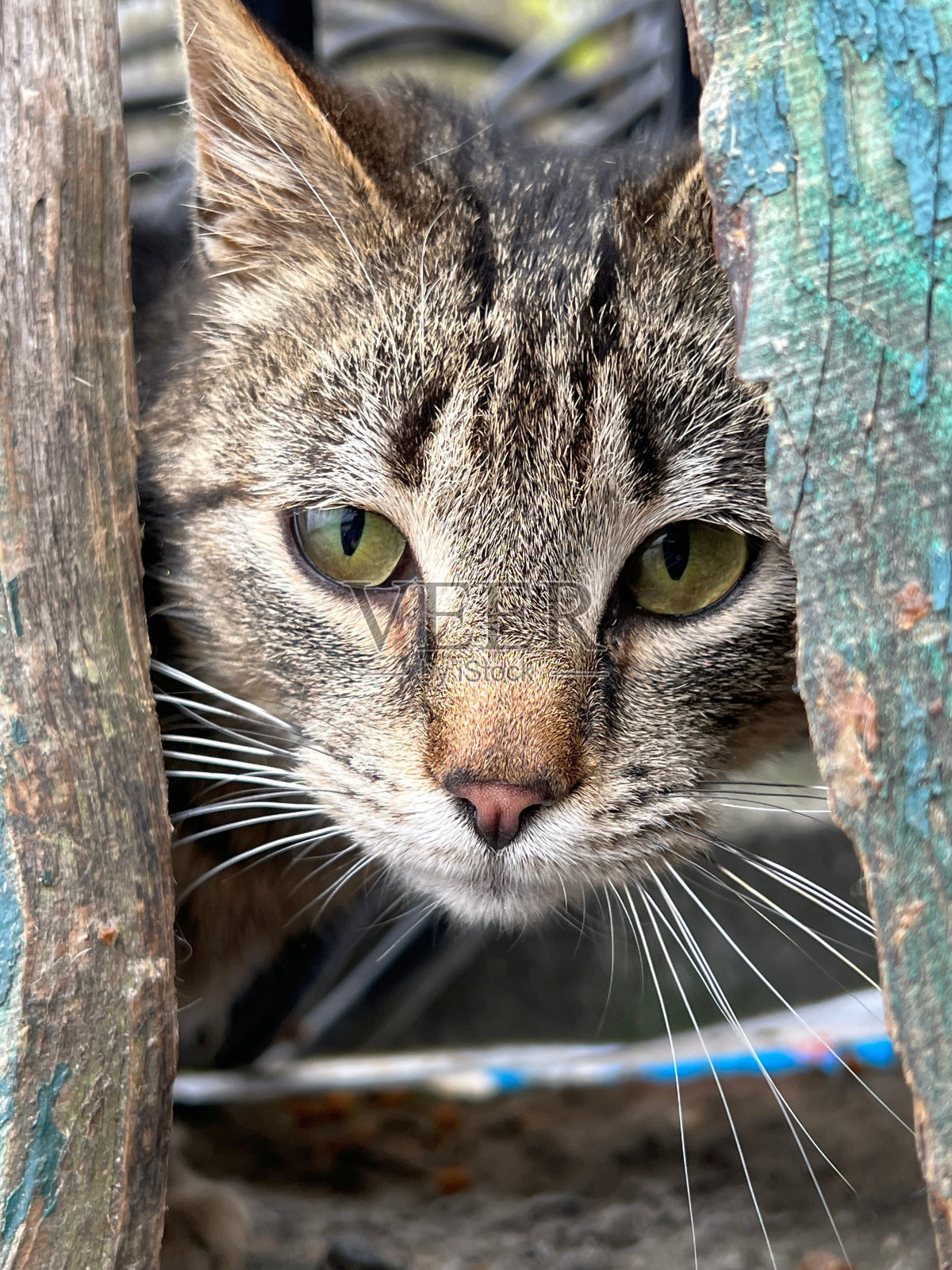 一脸悲伤的流浪猫。照片摄影图片