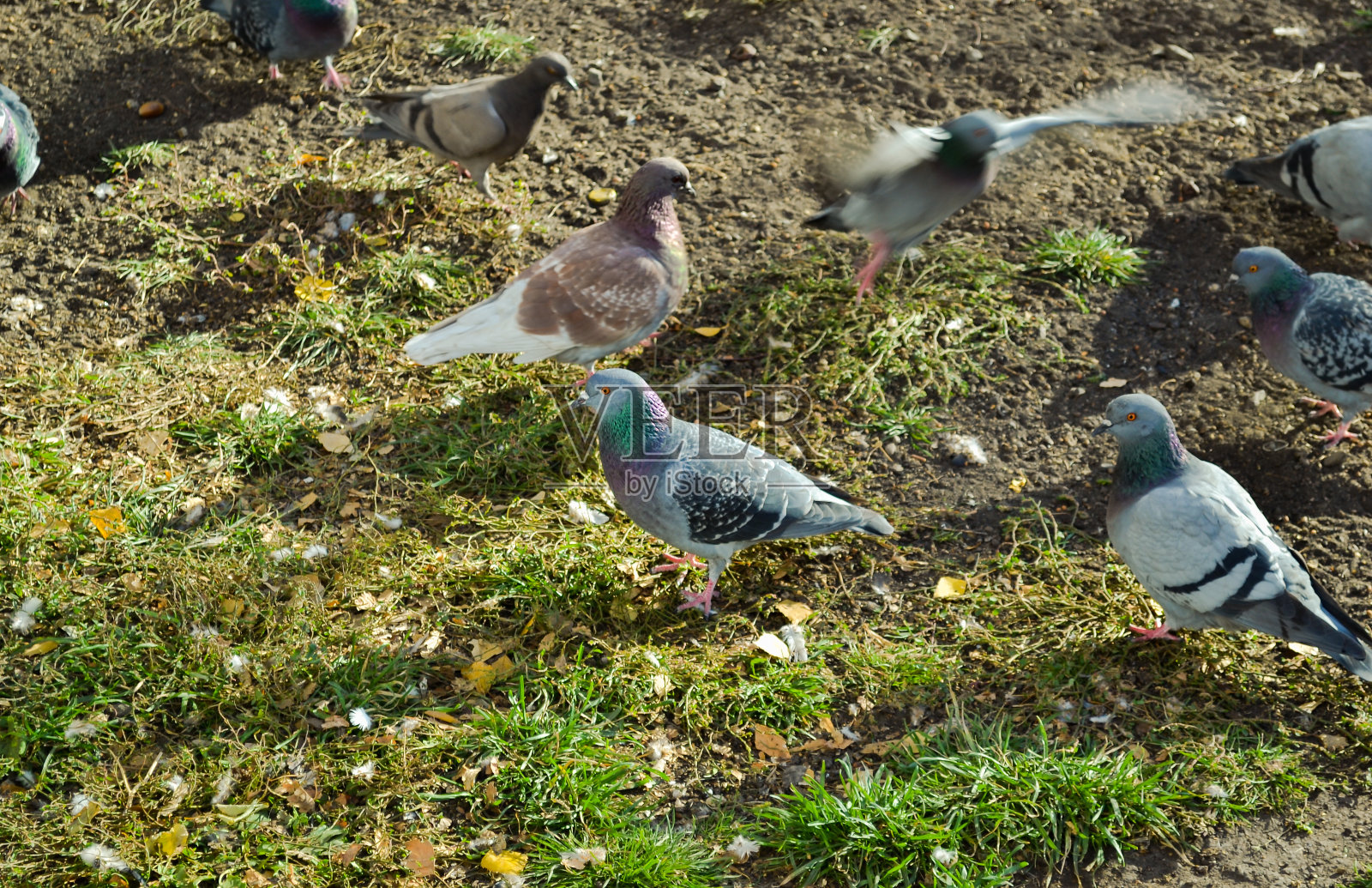 一只灰色的鸽子站在许多鸽子中间照片摄影图片