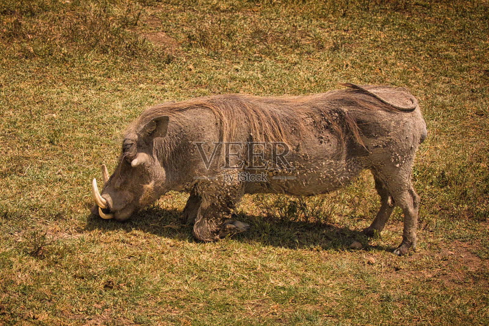 疣猪跪着吃东西照片摄影图片