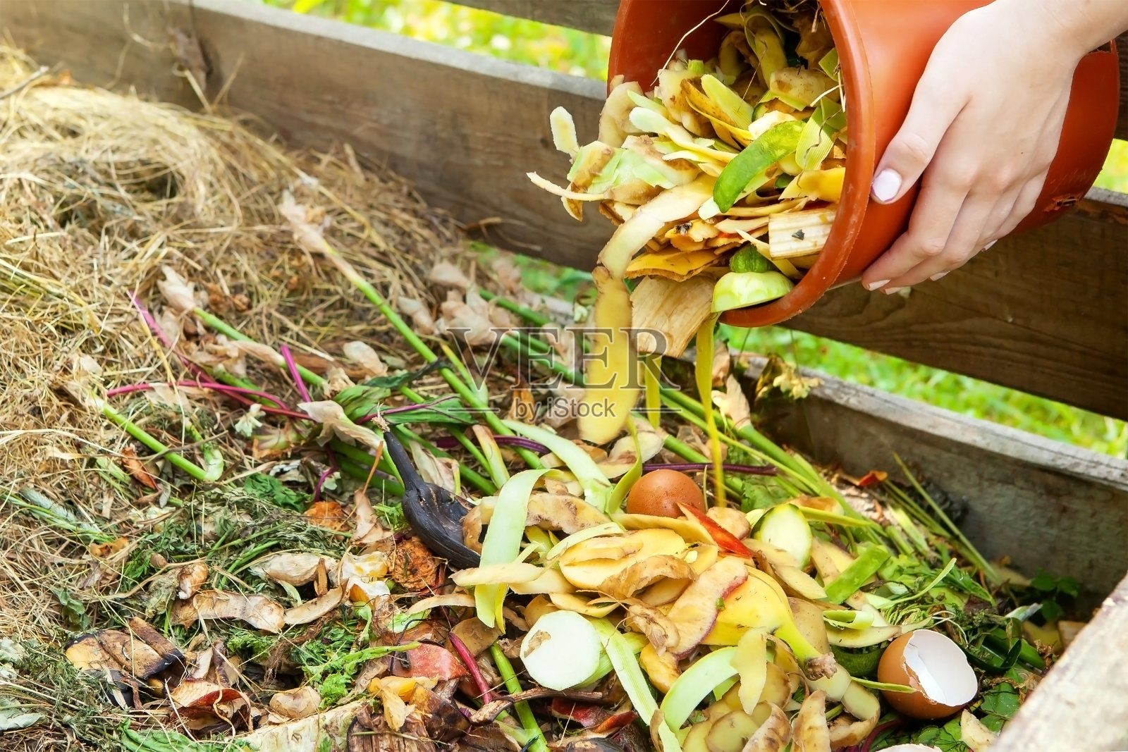 一名妇女将厨房垃圾、蔬菜和水果皮从桶中扔进堆肥器。一个女人拿着水桶的手特写，在后院的堆肥器里回收厨房垃圾。副本的空间。照片摄影图片