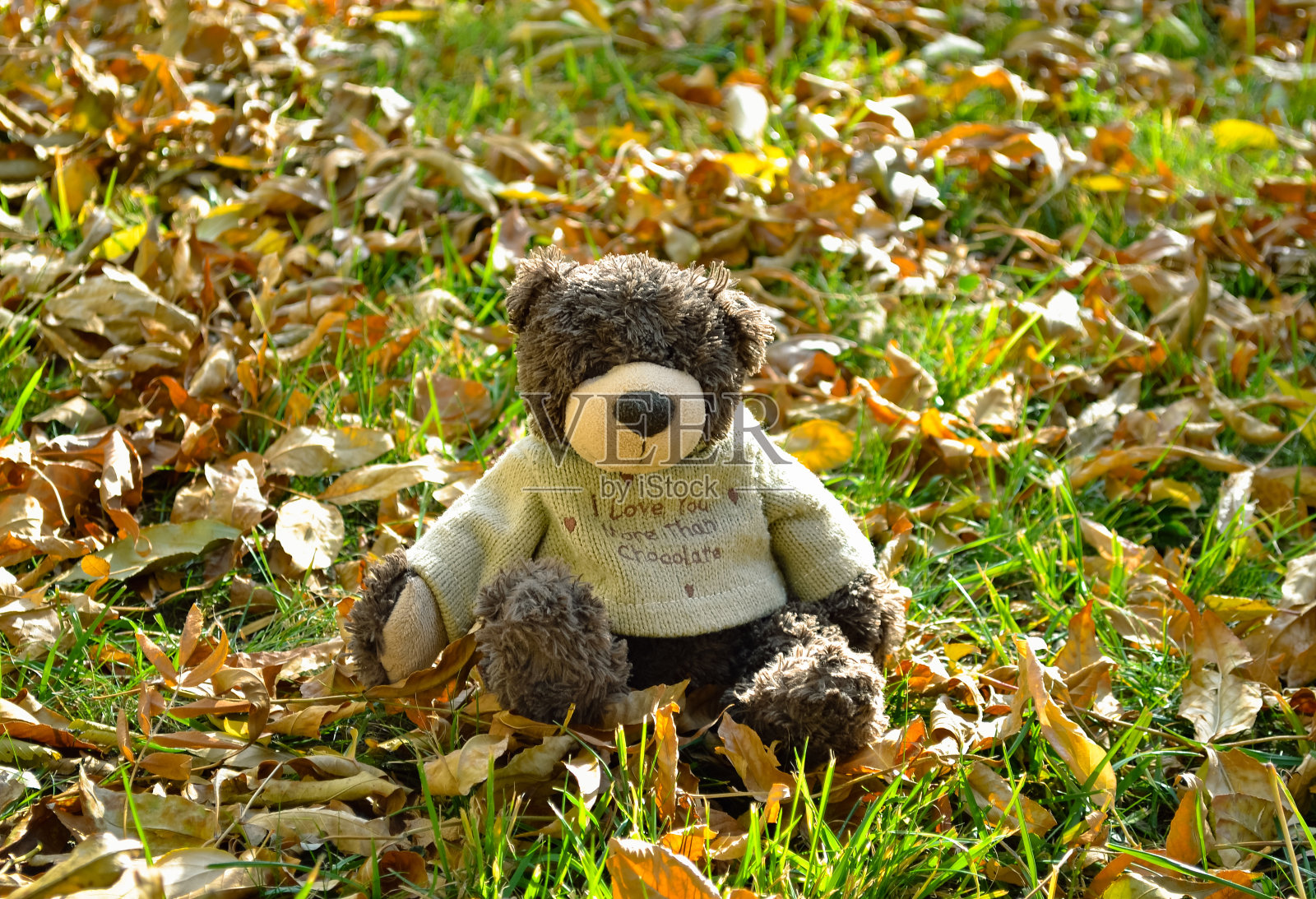 一只穿着毛衣的泰迪熊坐在草坪上的落叶中照片摄影图片