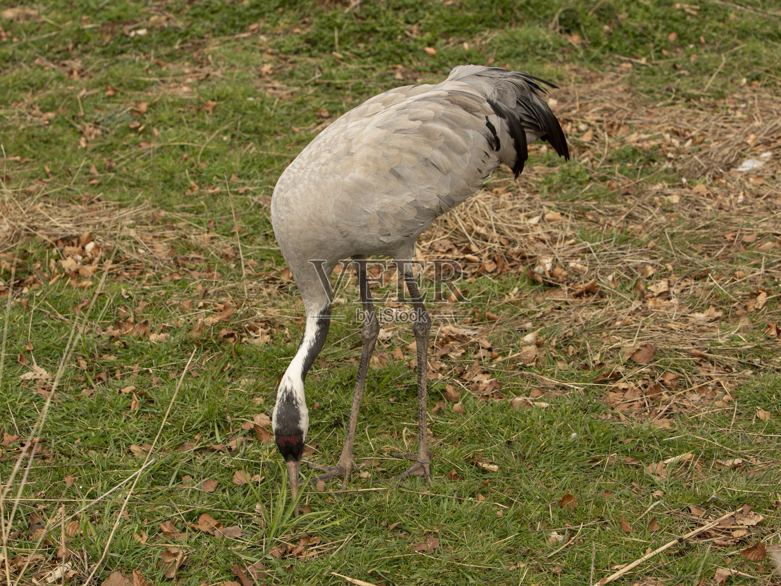 觅食种子的欧亚鹤:左图。照片摄影图片
