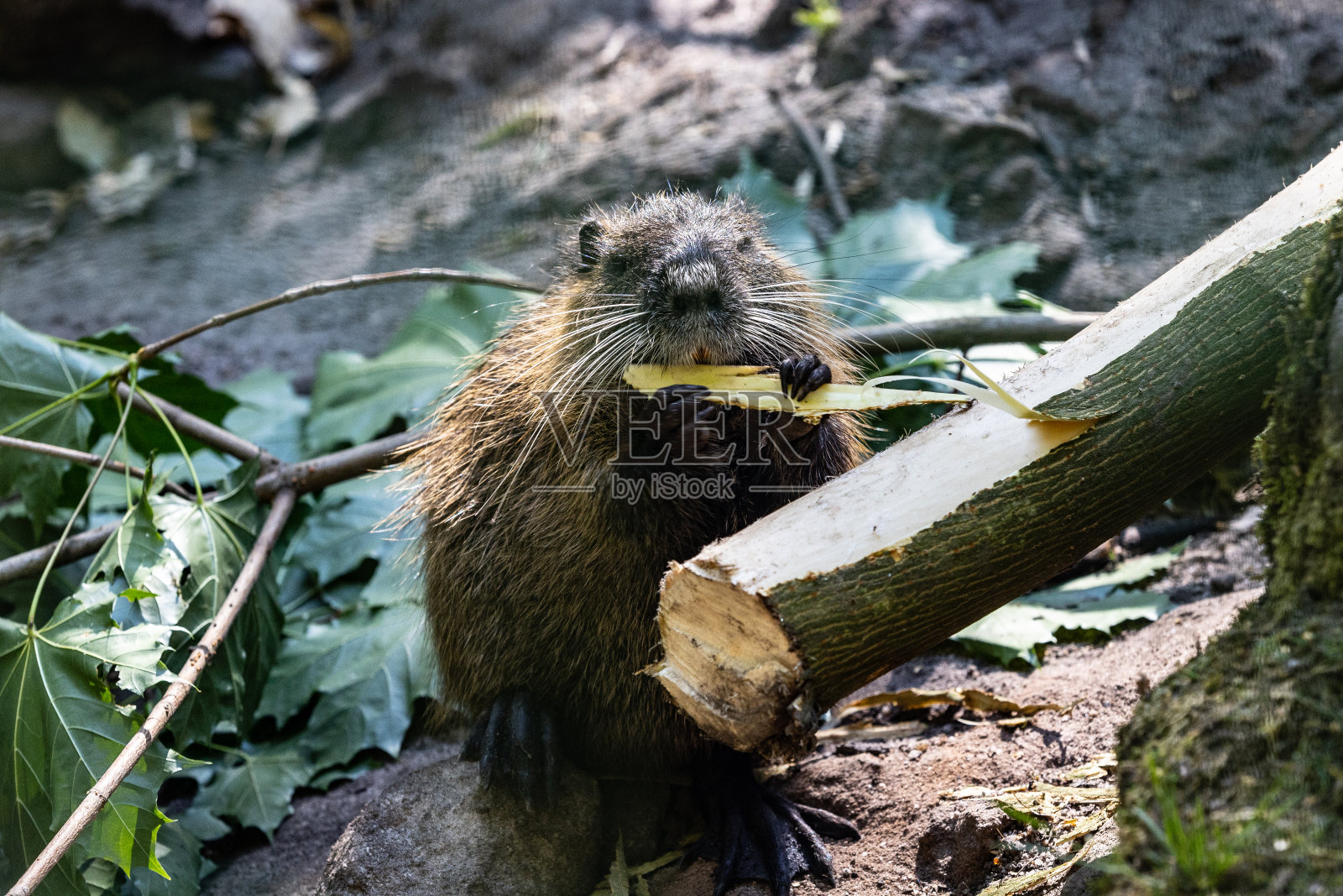 海狸鼠照片摄影图片