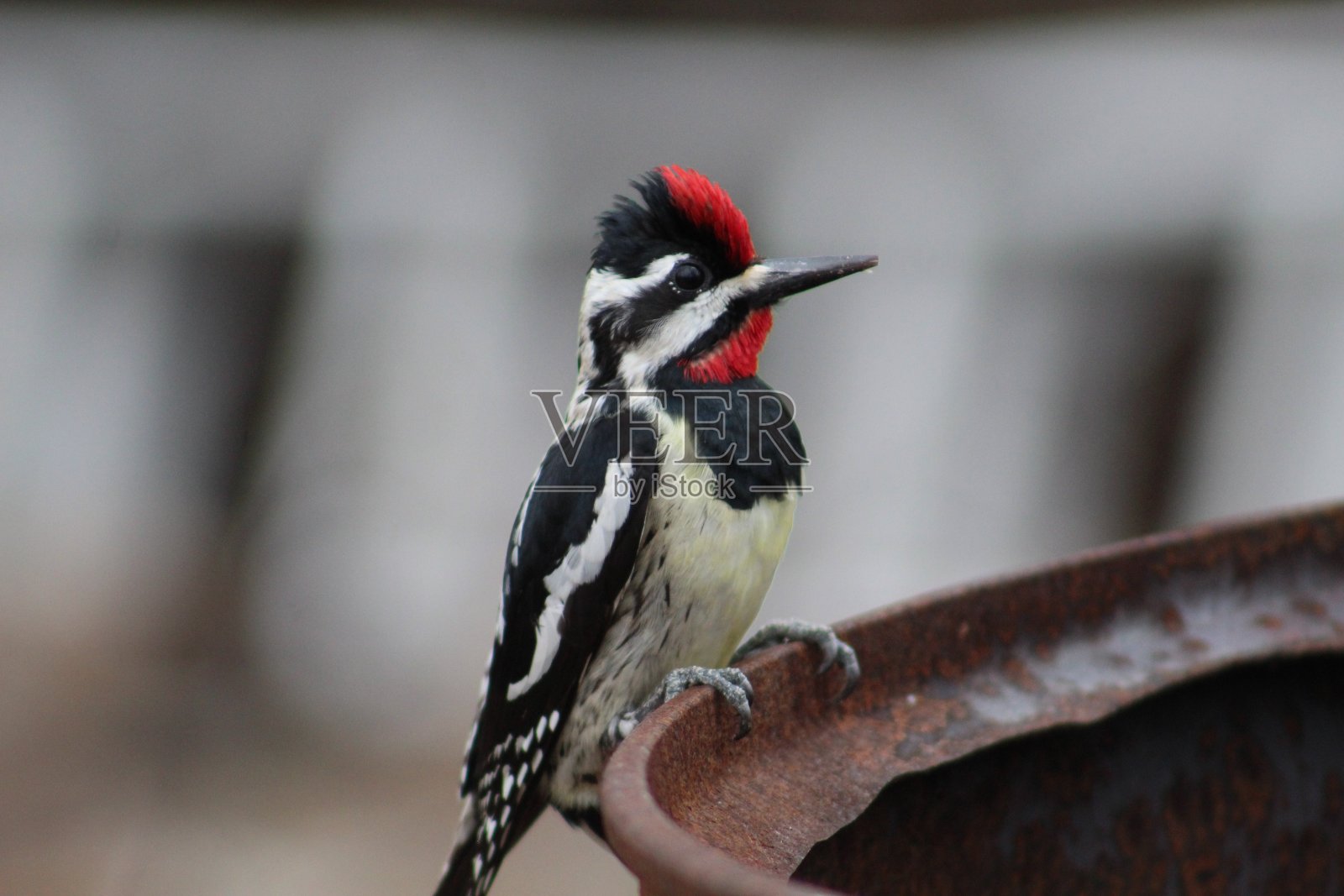 Sapsucker寻找爱情照片摄影图片