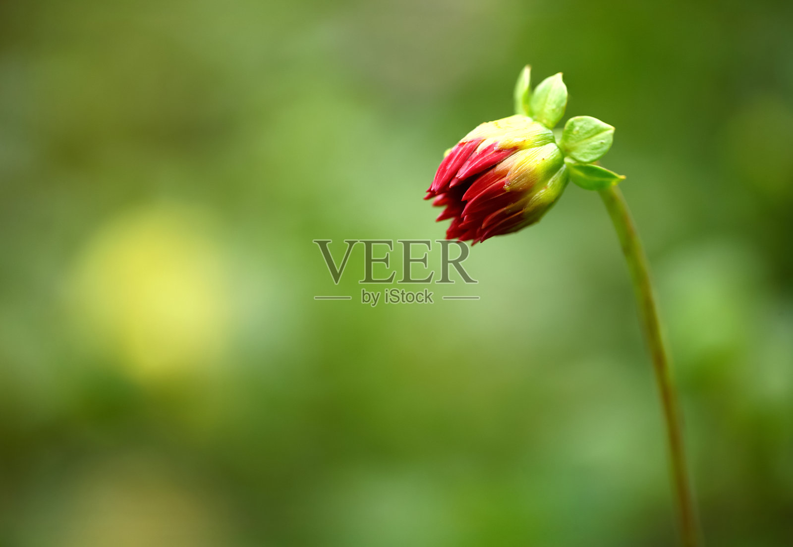 红色大丽花花蕾与模糊的背景照片摄影图片