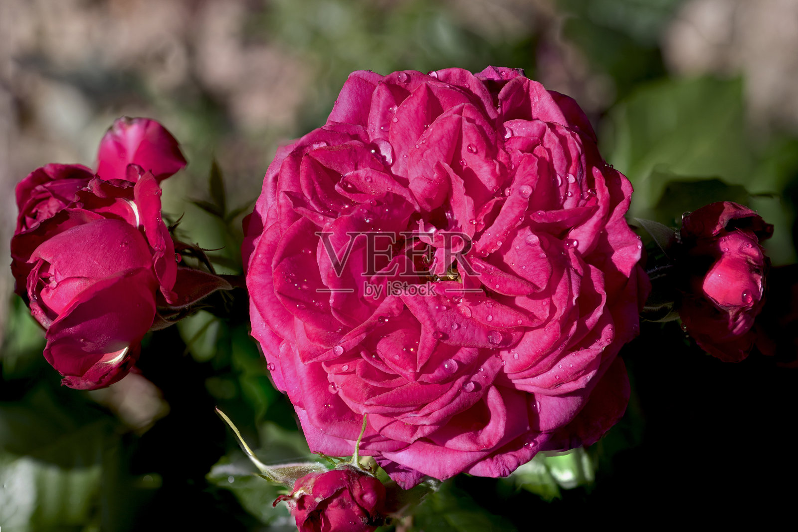 玫瑰在春天盛开照片摄影图片