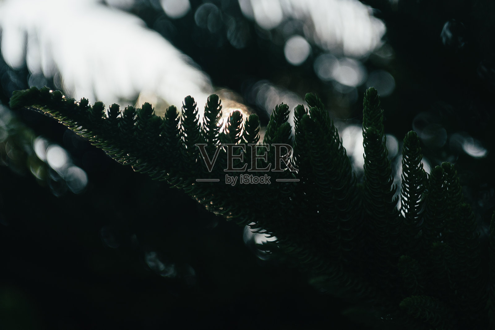 阳光下的针叶照片摄影图片