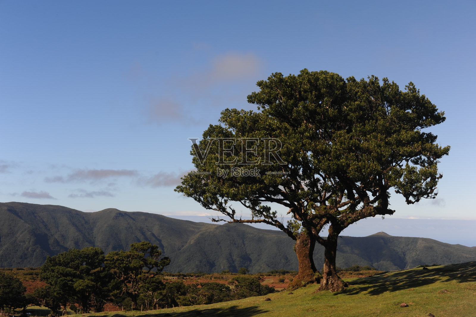 在葡萄牙马德拉岛的马德拉自然公园，月桂林中的月桂树或常绿林中的月桂树照片摄影图片