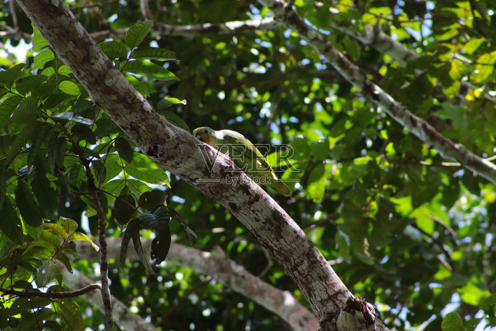 Orange-Winged鹦鹉照片摄影图片