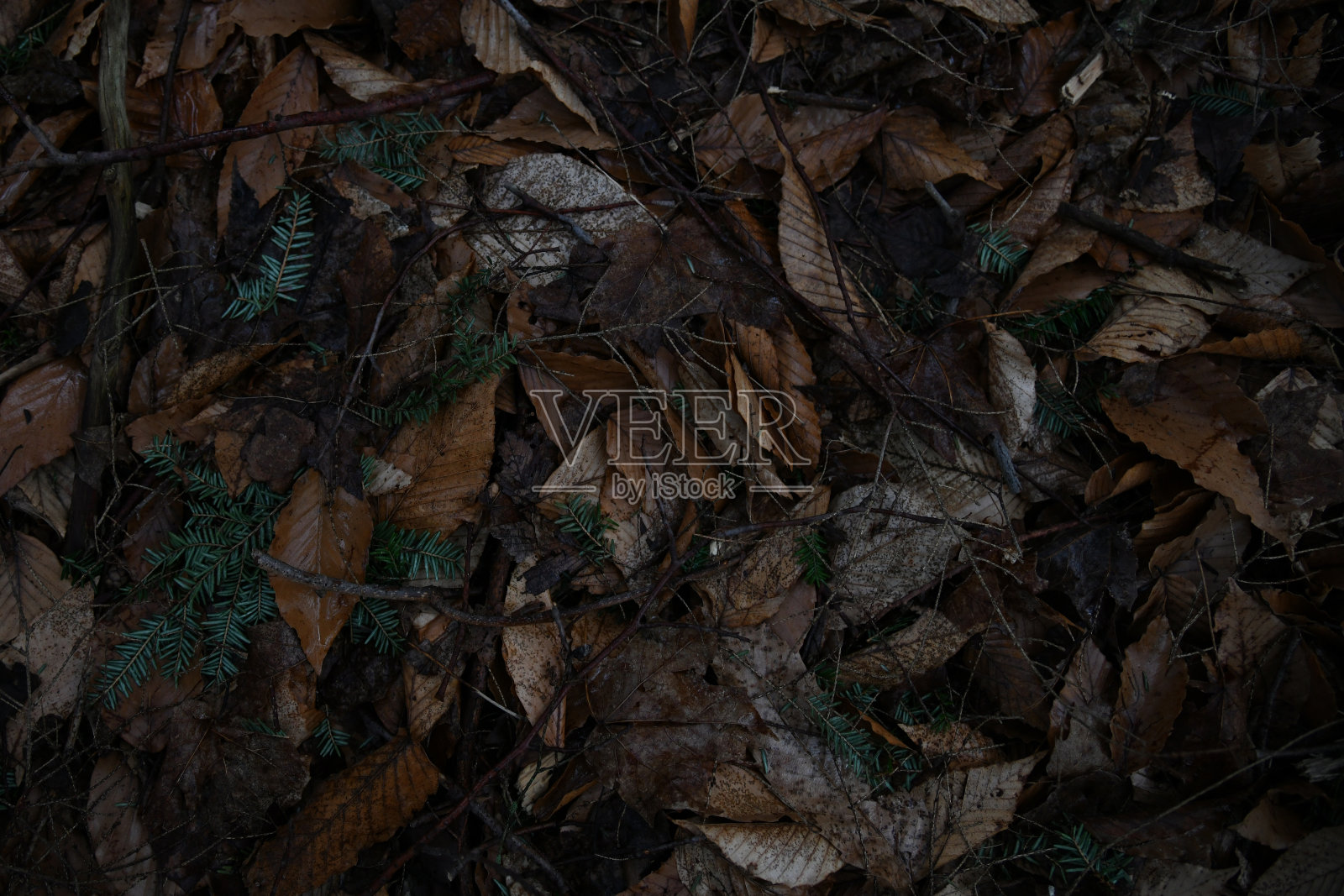 背景-树叶和松枝照片摄影图片