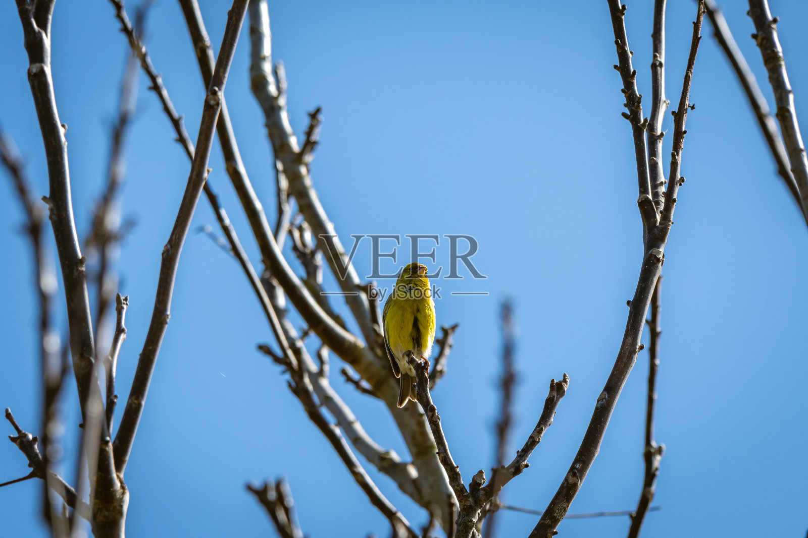 一只鸟栖息在树枝上。照片摄影图片