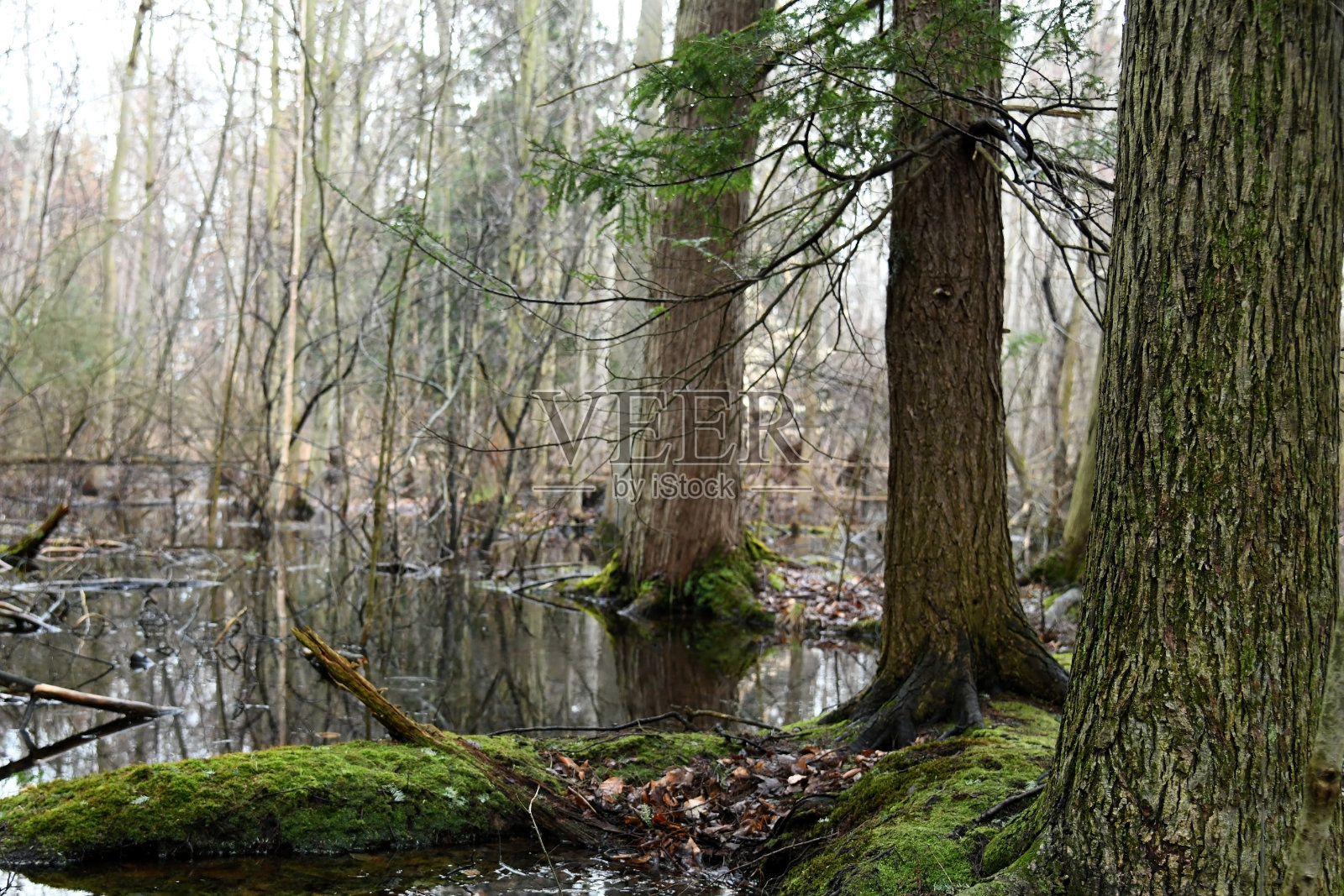 森林里的春池照片摄影图片