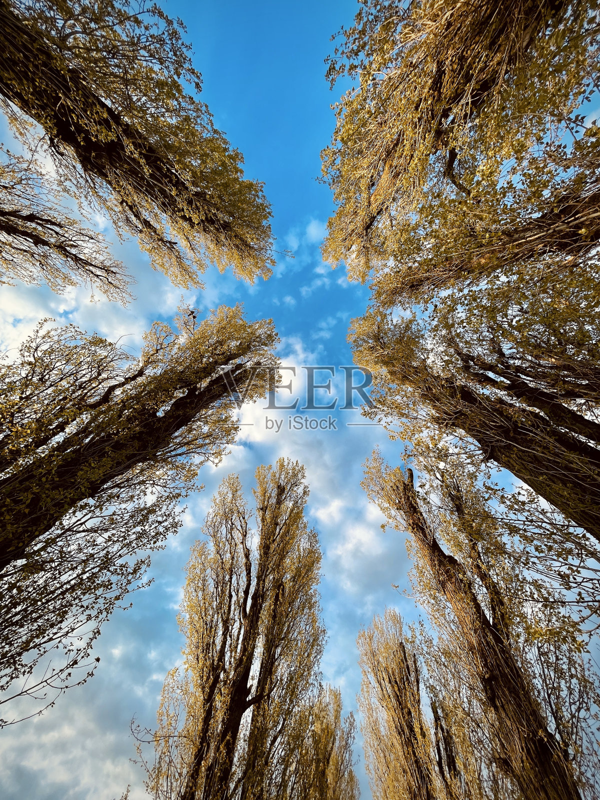 树木和天空，低视角照片摄影图片