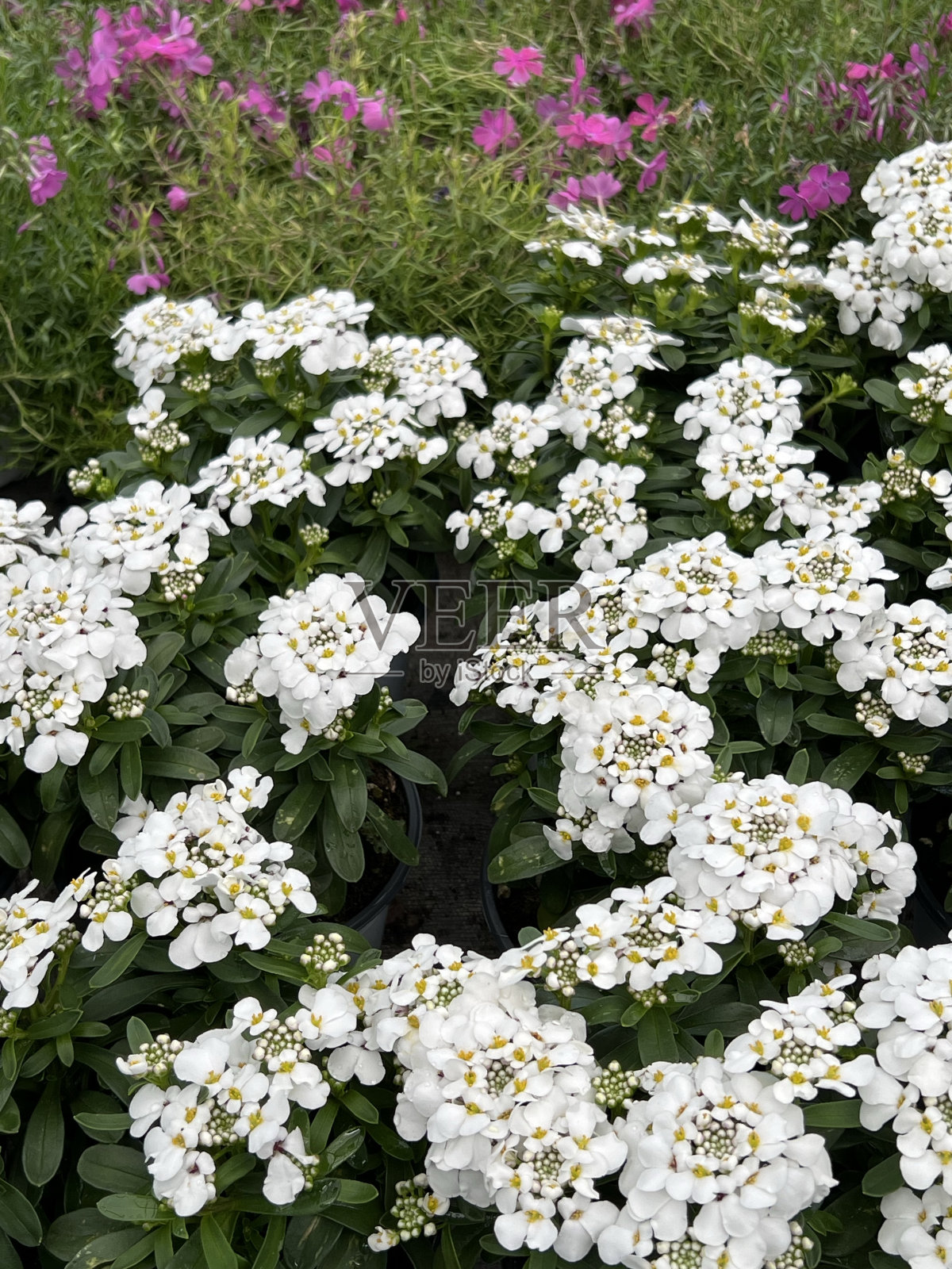 花卉蔬菜店照片摄影图片