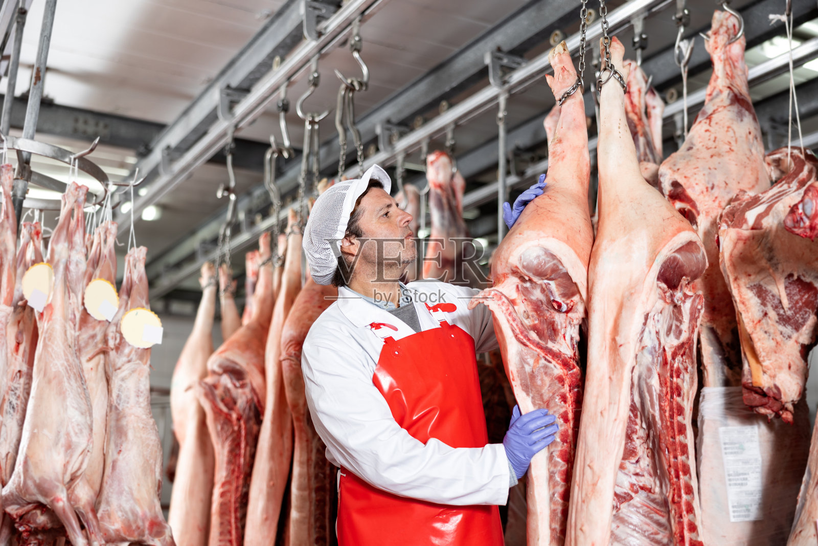 男性屠宰场工人检查肉库中的猪胴体照片摄影图片