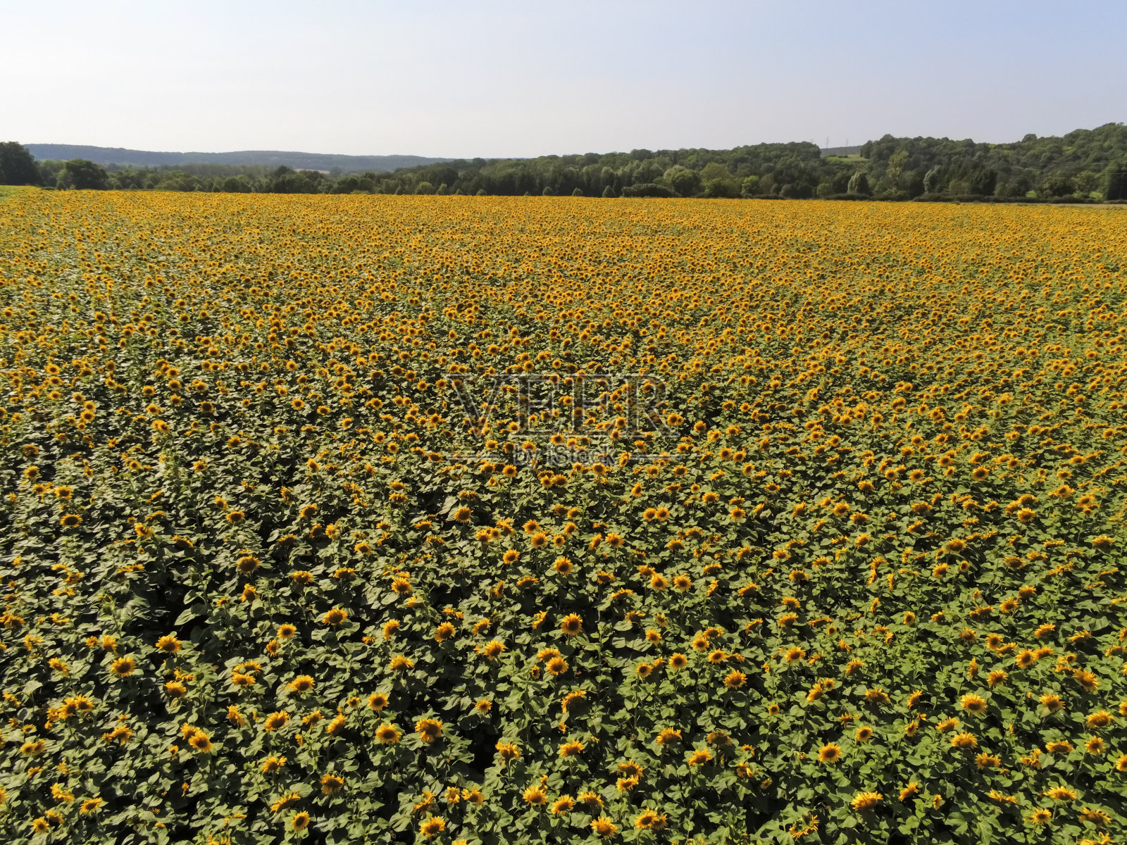 勃艮第的向日葵田照片摄影图片
