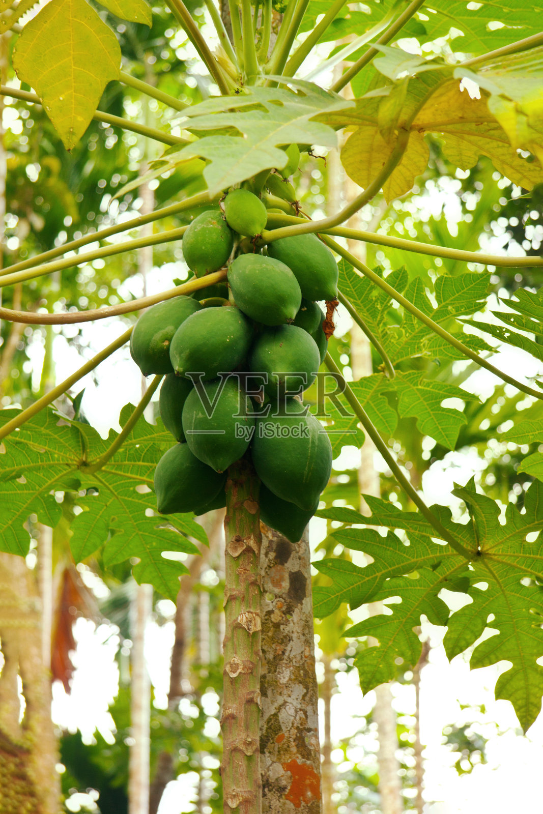 木瓜照片摄影图片