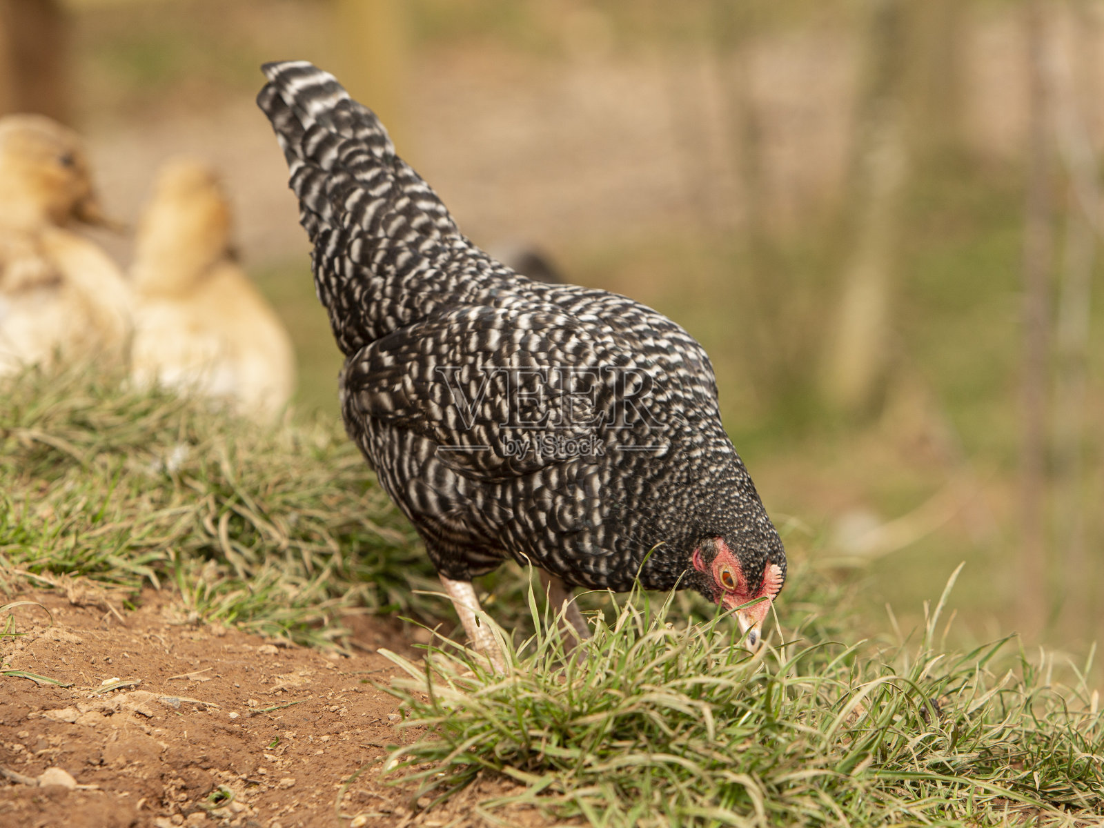 普利茅斯岩母鸡寻找食物。照片摄影图片