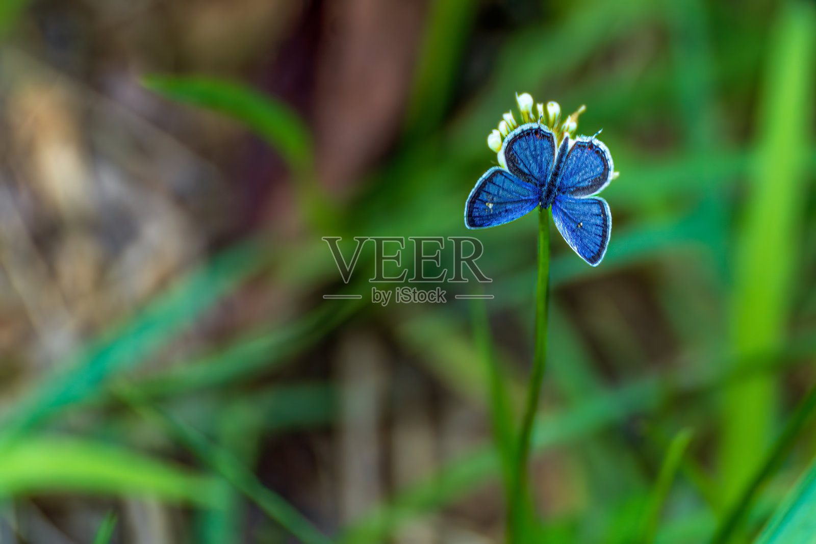 蓝蝴蝶-蓝蝶科照片摄影图片