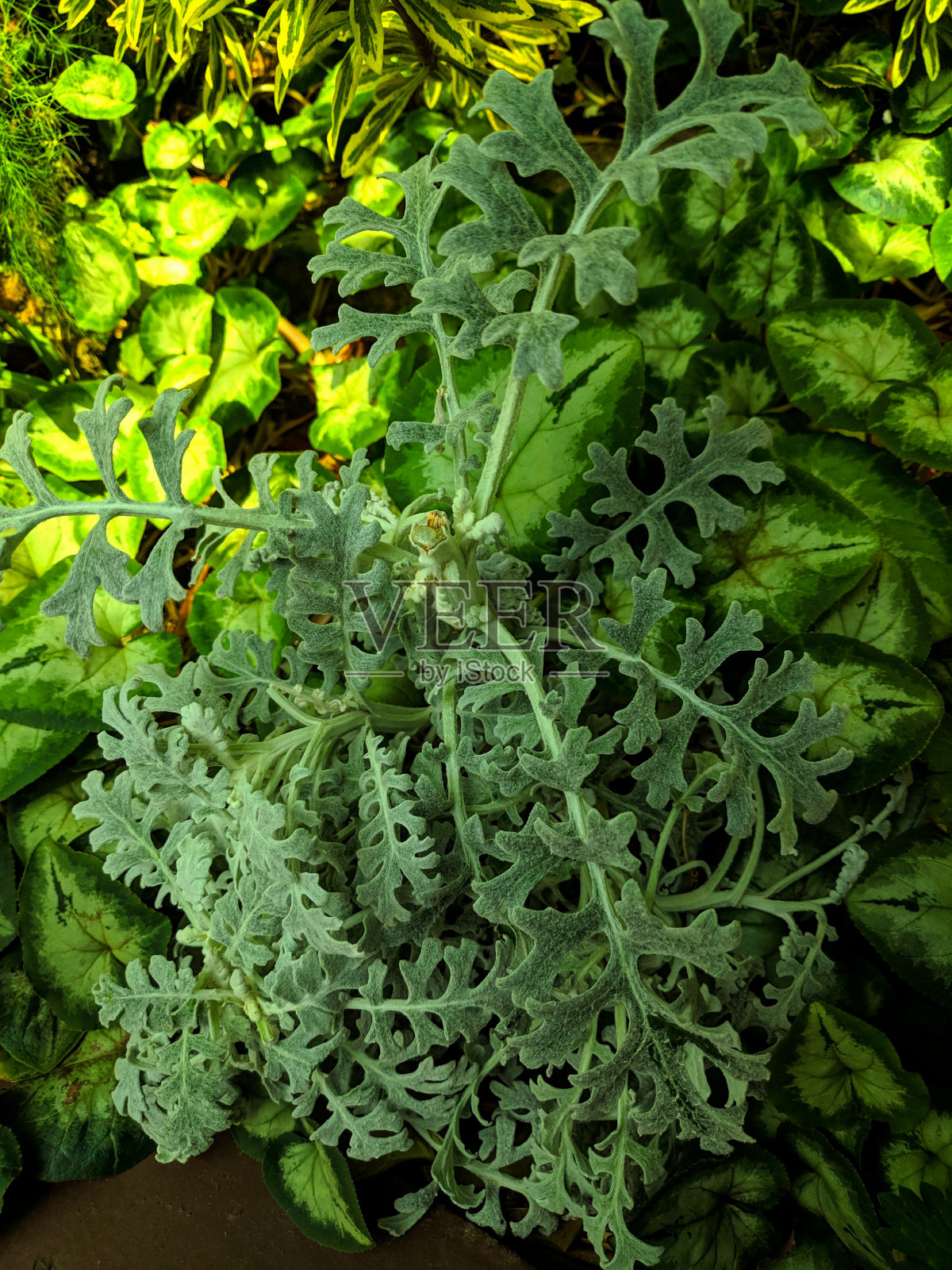 Jacobaea maritima照片摄影图片