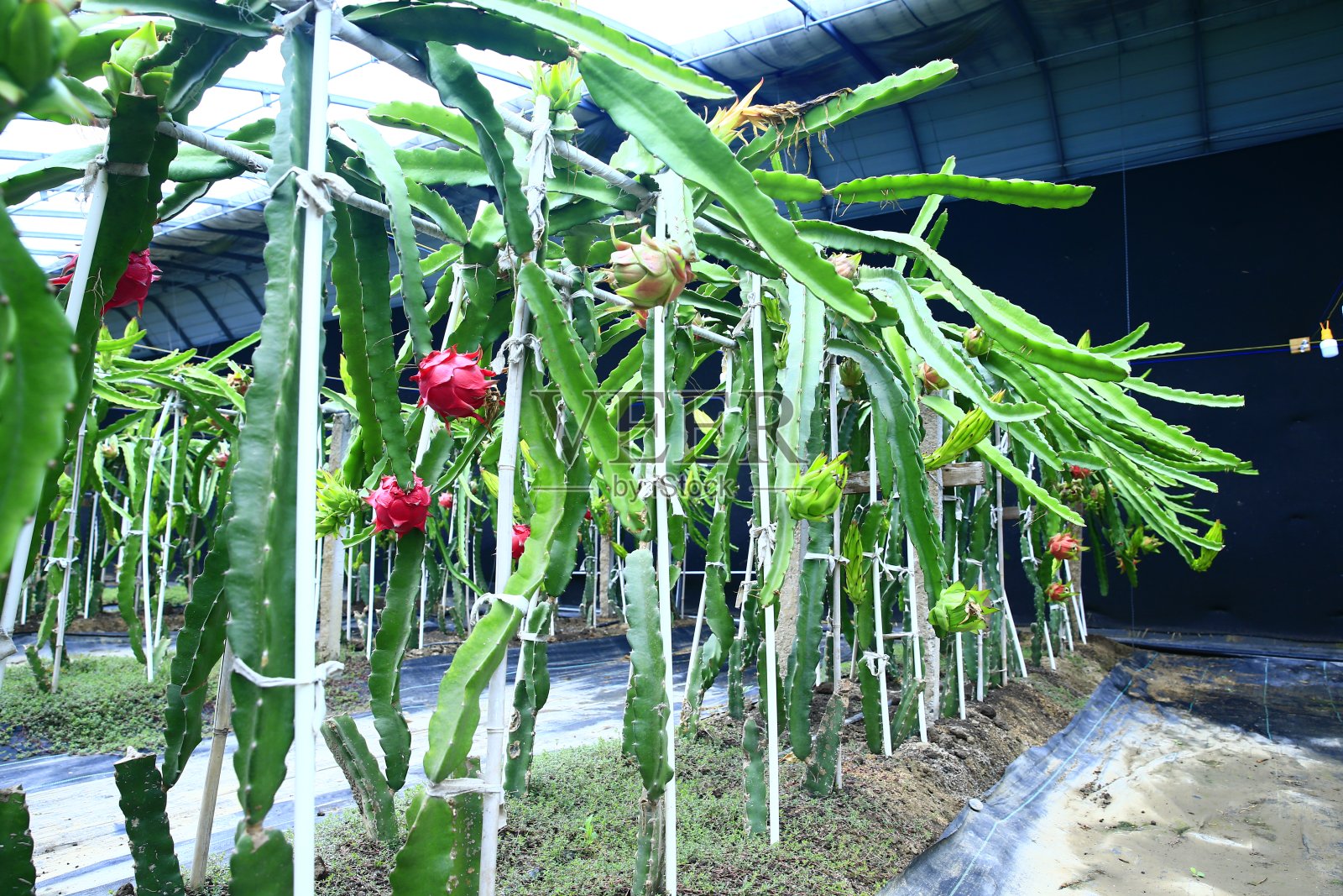 火龙果挂在树上照片摄影图片