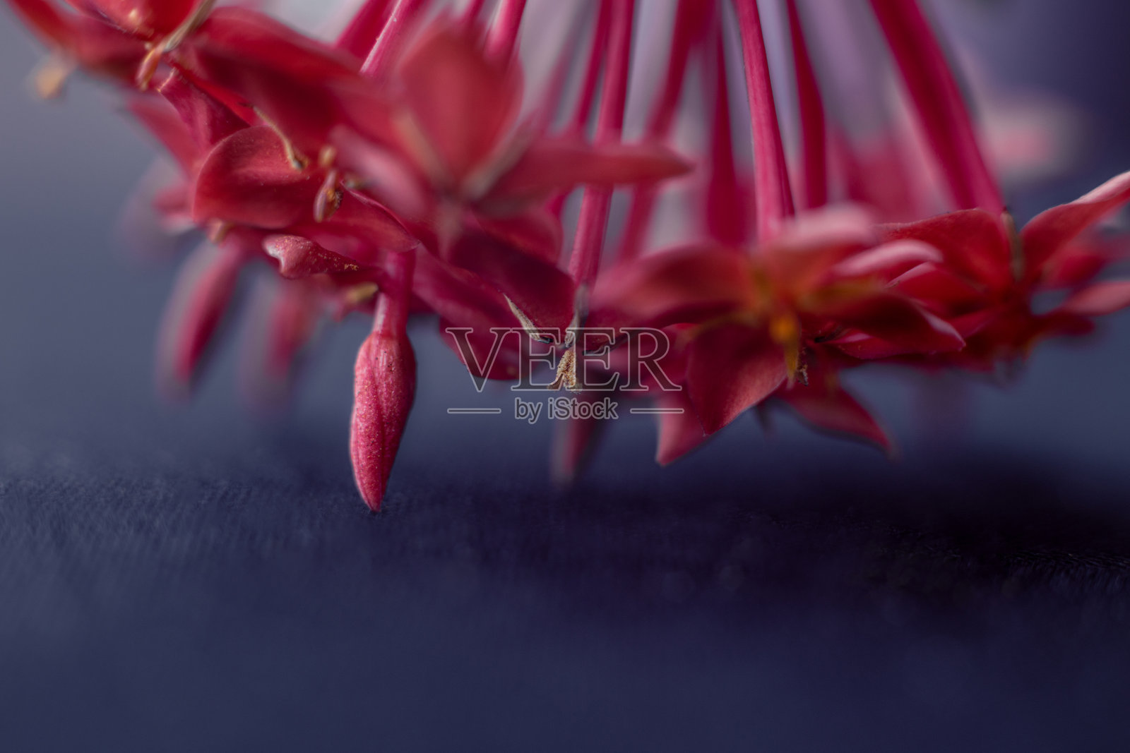 一朵奇异的花。微距摄影。粉红色的花。桌面屏幕保护程序。花壁纸照片摄影图片