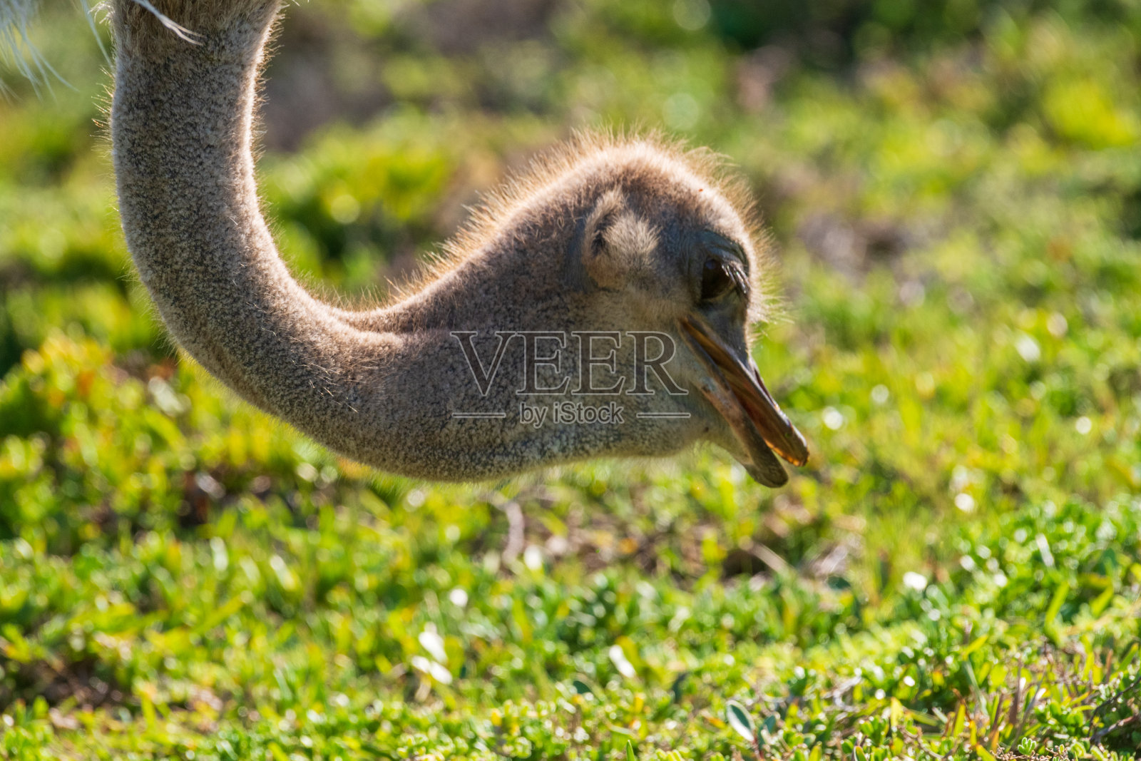 奥斯特里奇在好望角附近照片摄影图片