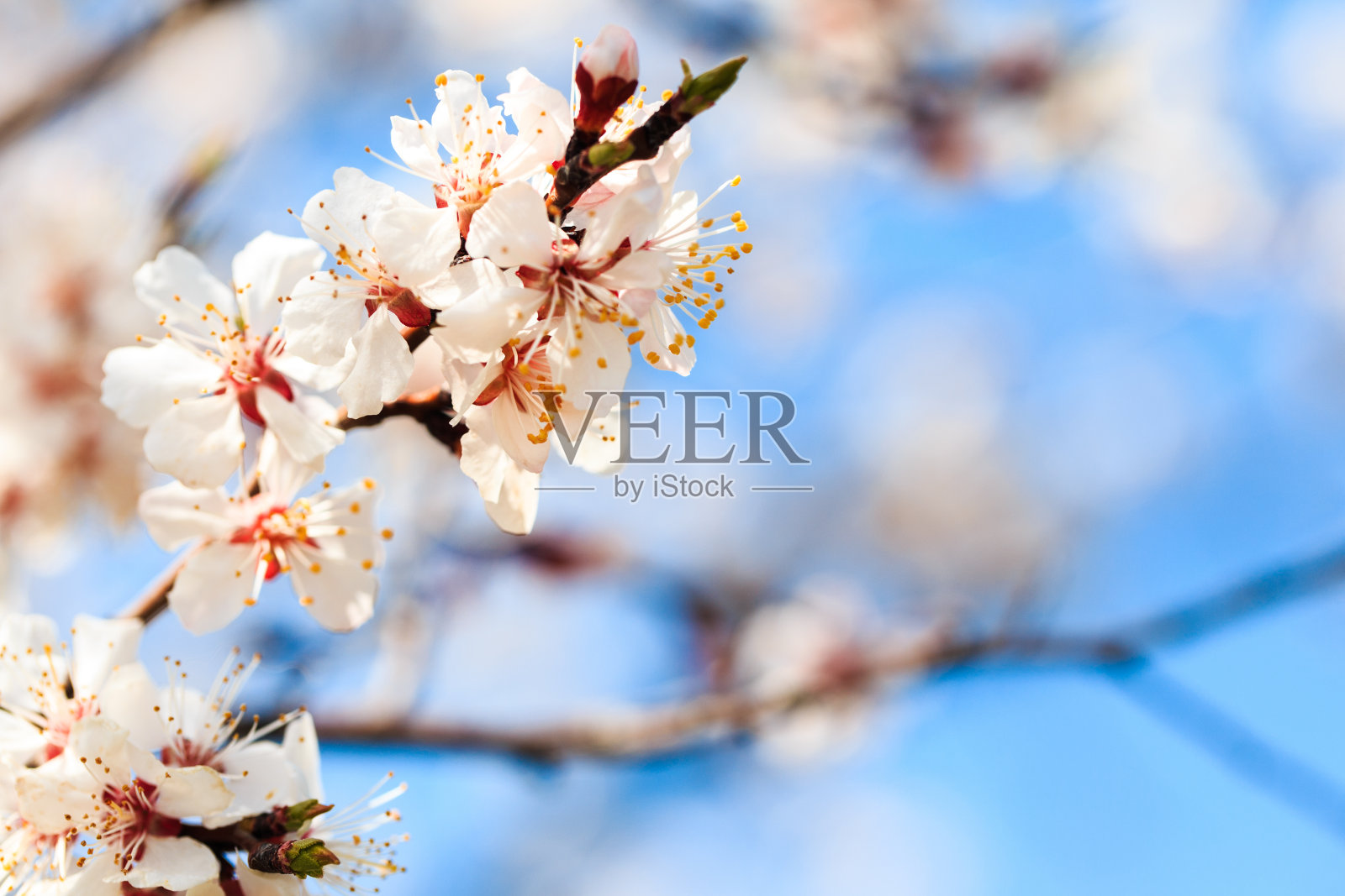 盛开的树在自然的背景。春天的花。春天的背景。模糊的概念。自然背景。杏花照片摄影图片