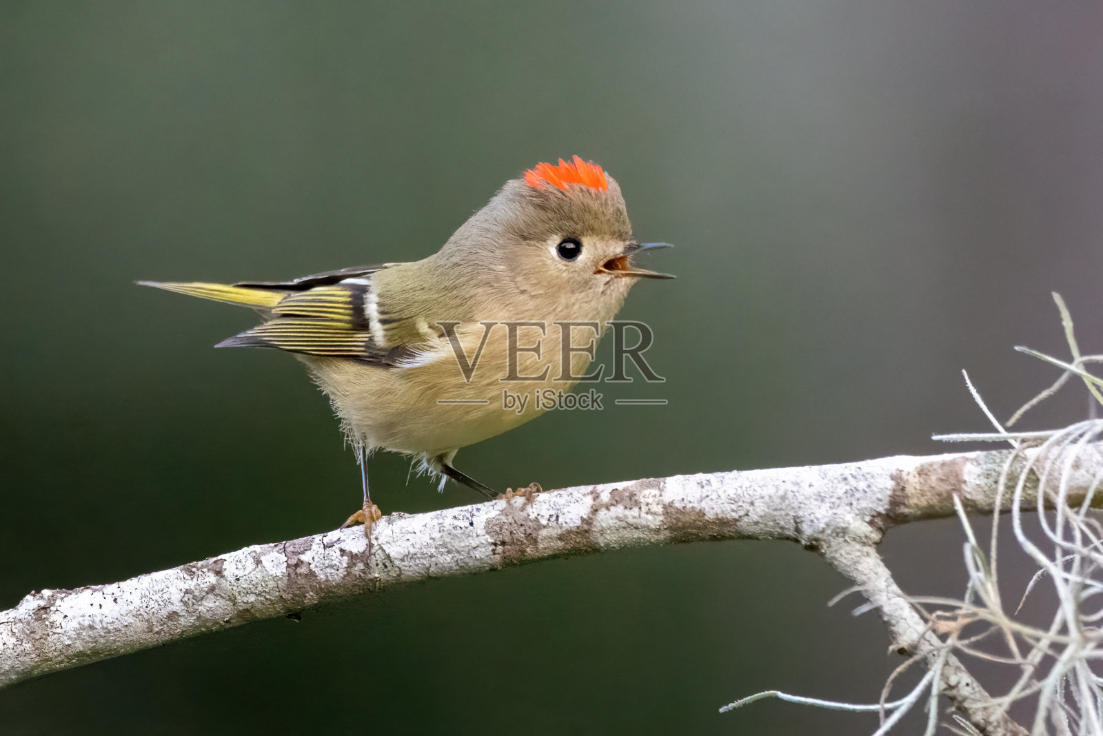 红宝石王冠的小王展示照片摄影图片