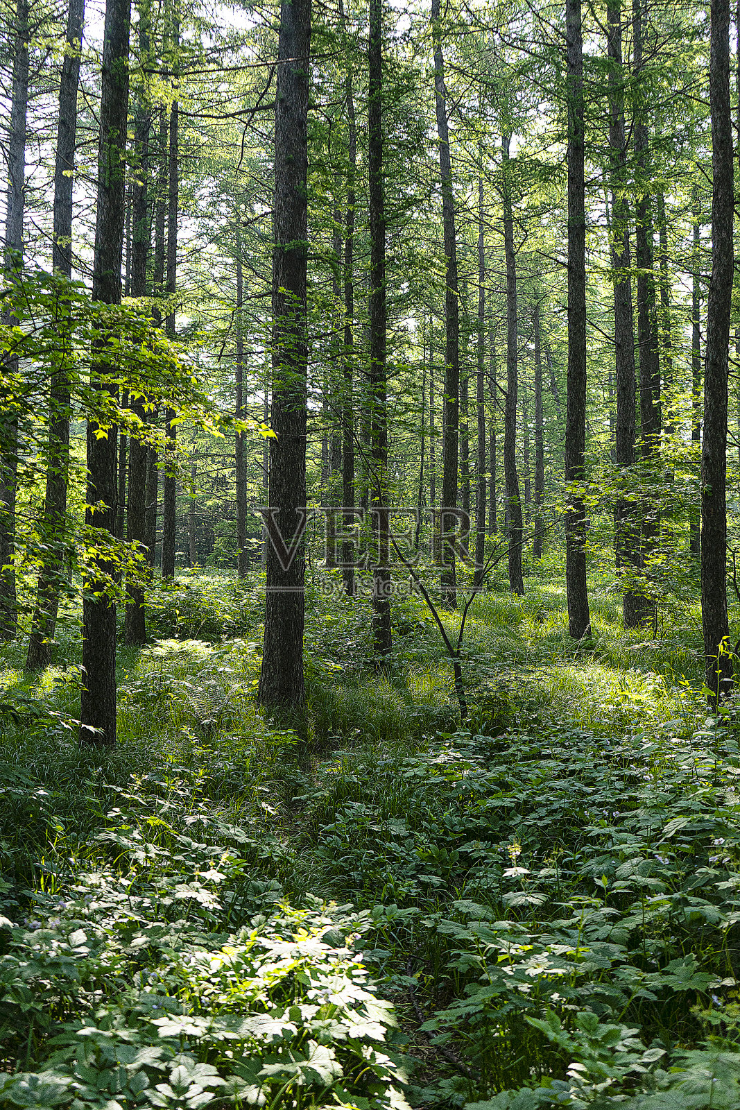 森林照片摄影图片
