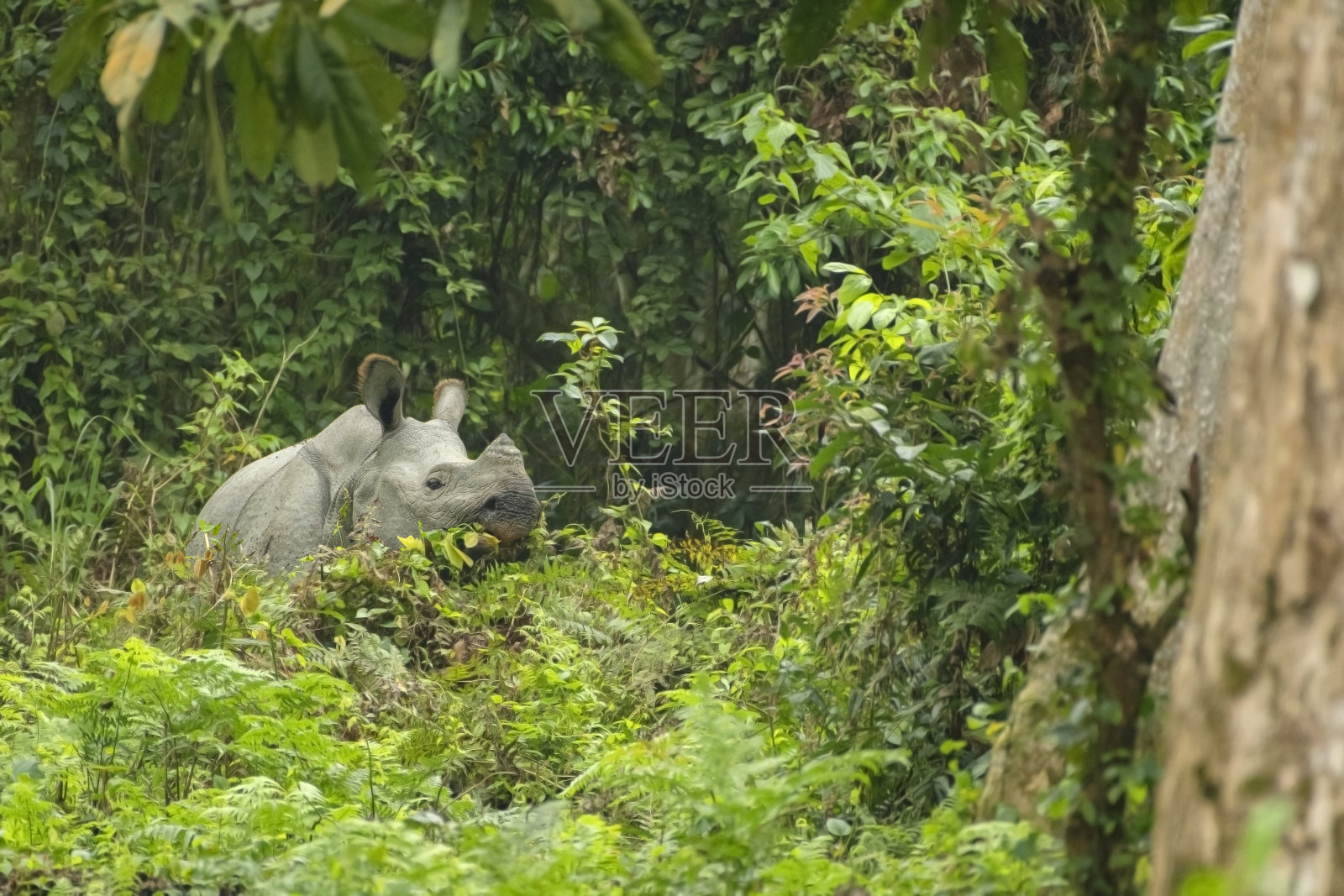 印度卡齐兰加国家公园草地上的印度独角犀牛或雄性犀牛照片摄影图片