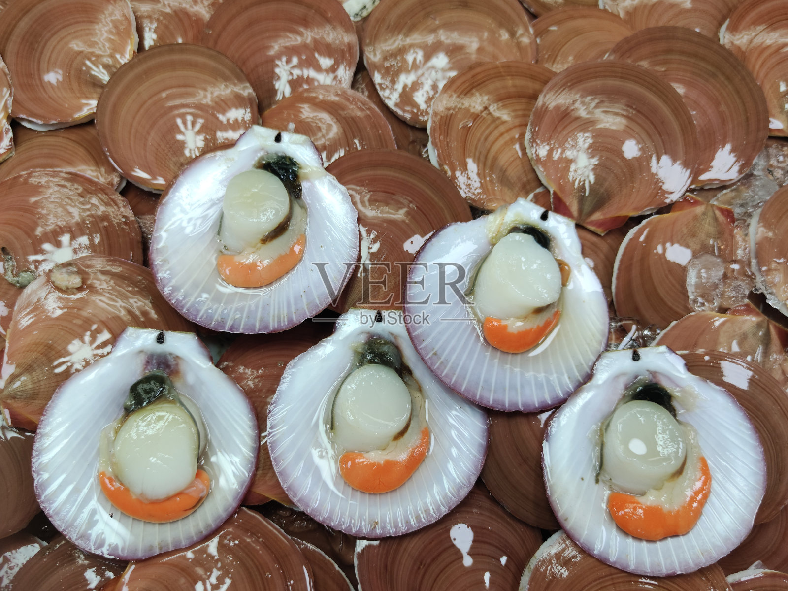 一堆生的新鲜双瓣贝类，底部呈扇形，在海鲜市场，巨型贝壳餐厅照片摄影图片